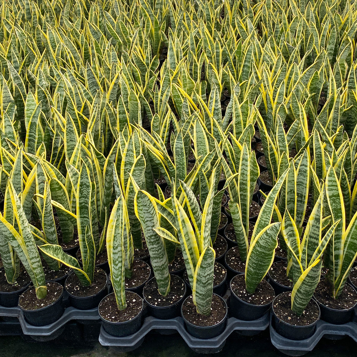 Sansevieria – Colasanti Farms