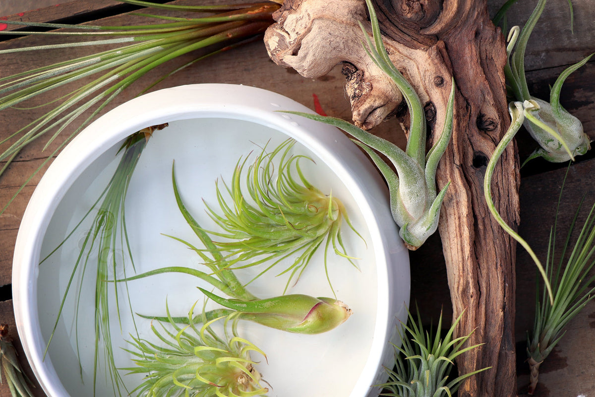 Tillandsia – Colasanti Farms