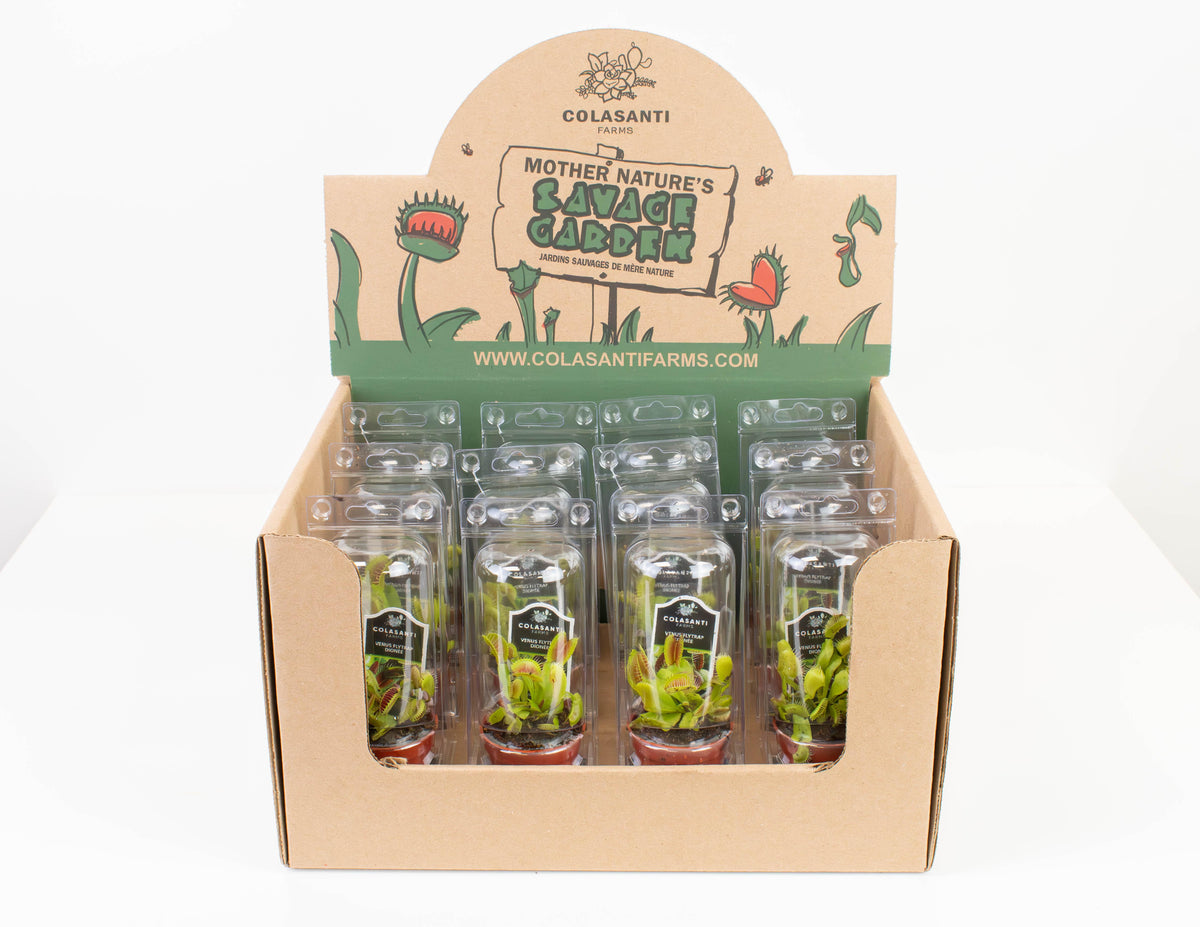 2.25VenusFlyTrap-