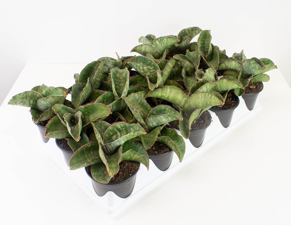 サンスベリア Sansevieria Dragon Blue v サンスベリア Sansevieria Dragon Blue v サンスベリア Sansevieria