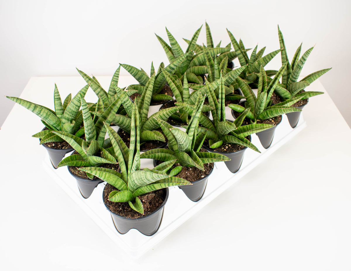 sansevieria gondozása 4