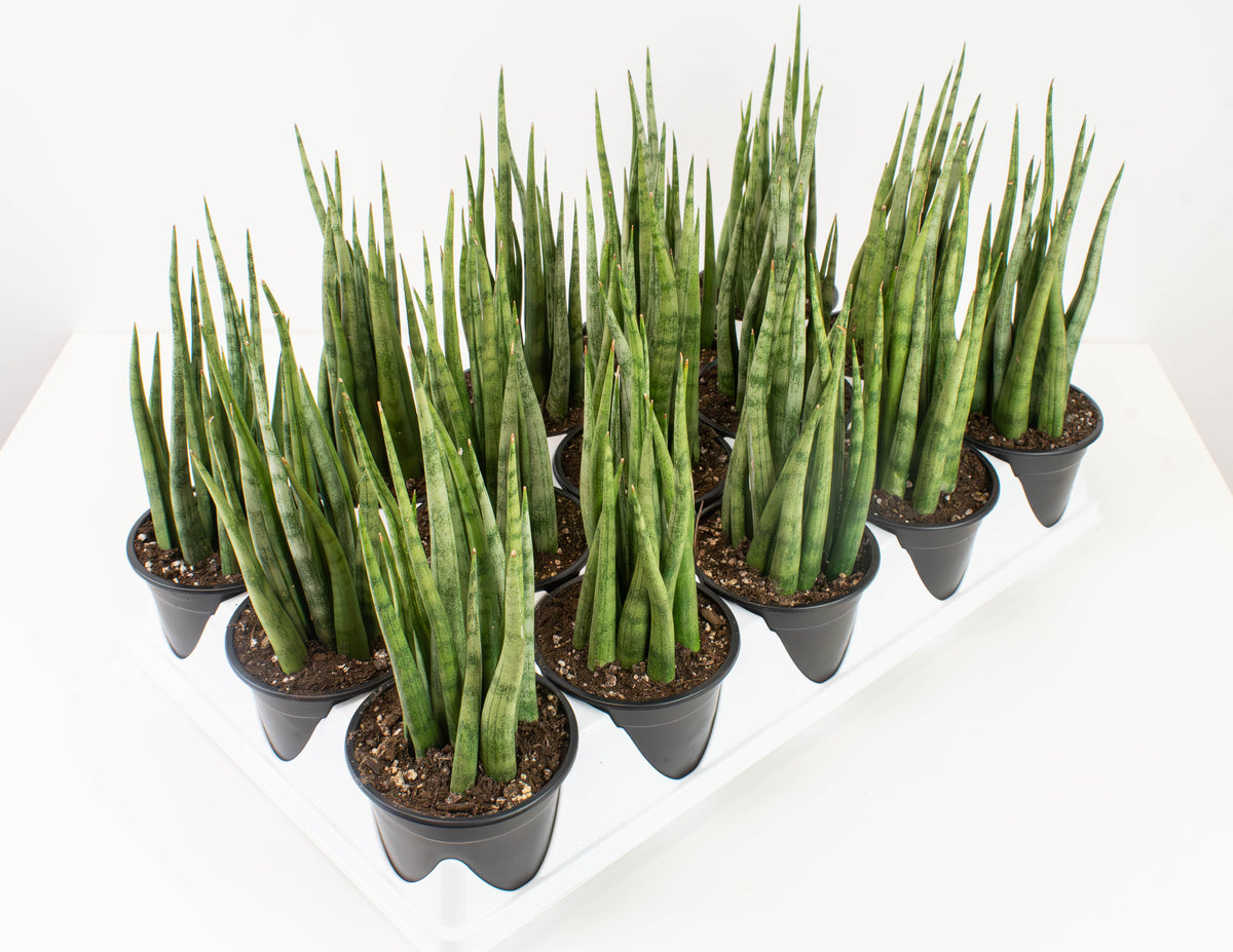 sansevieria omake 4" Sansevieria, Mikado Torch Fernwood
