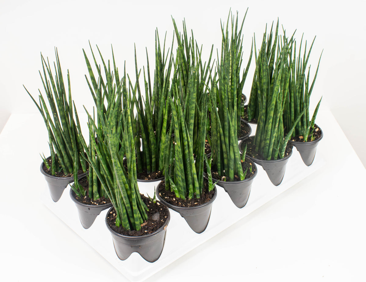 sansevieria san remo 4" Sansevieria, Mikado Fernwood