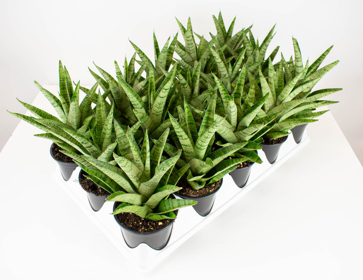 洋書 the splendid sansevieria 4Sansevieria_ToughLady-