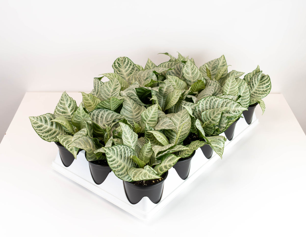 4ZebraPlant_SnowWhite-