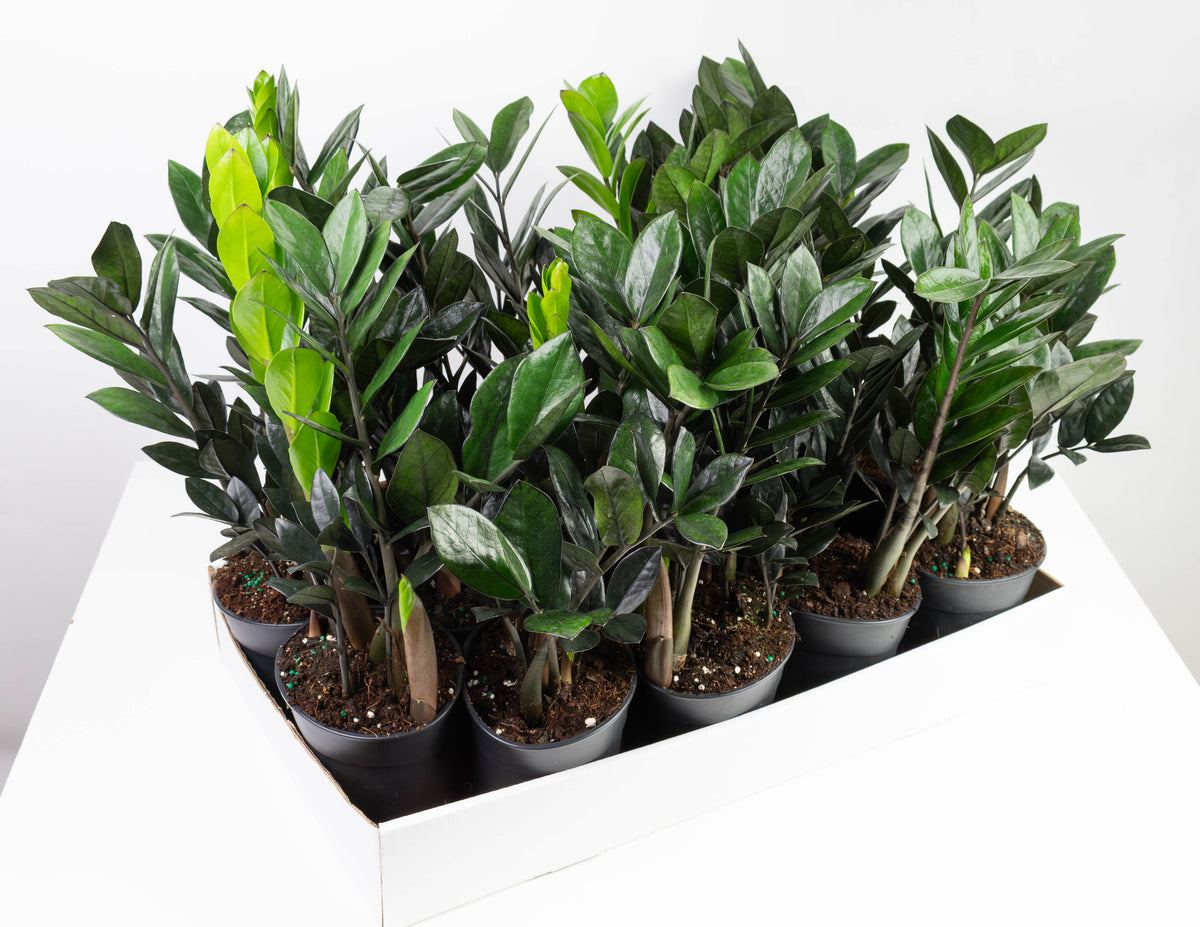 nova zz plant 5" ZZ Plant, Super Nova Black