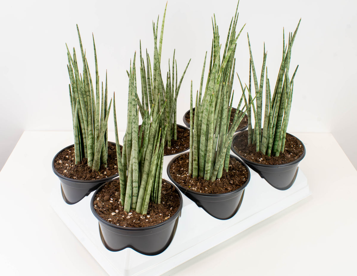 sansevieria san remo 6" Sansevieria, Mikado Icicle Fernwood