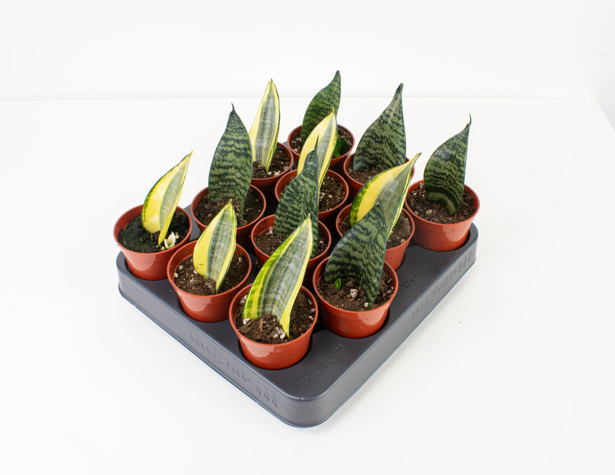 koi fin sansevieria 2.5" Sansevieria, Koi Fin