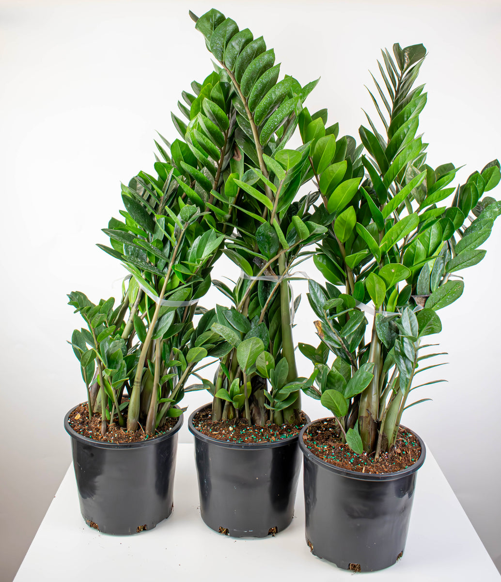 zz plant in pakistan 8