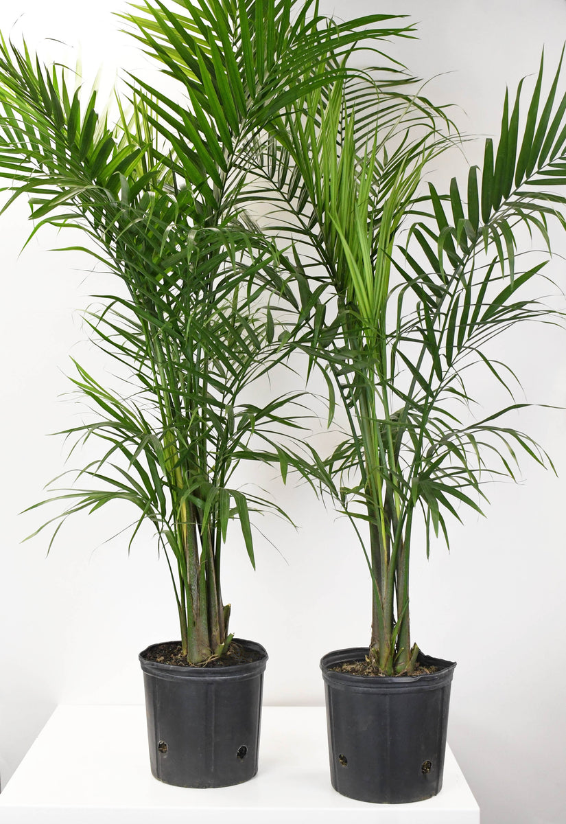 cat palm toxic 10