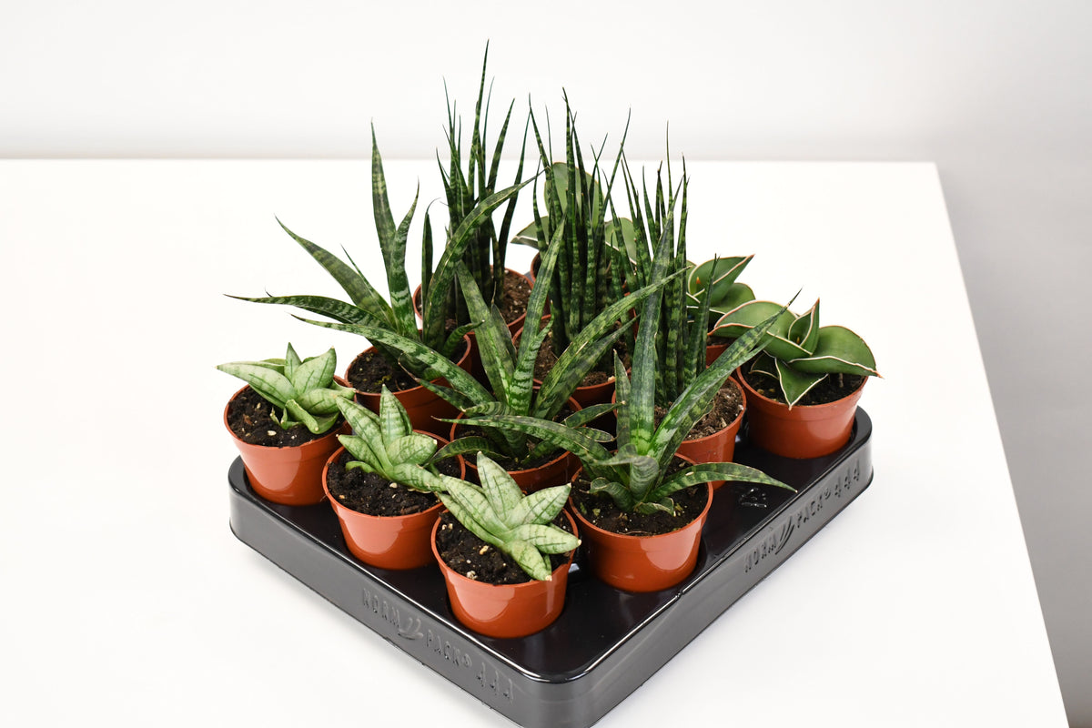 premium sansevieria 2.5" Sansevieria, Premium Assortment