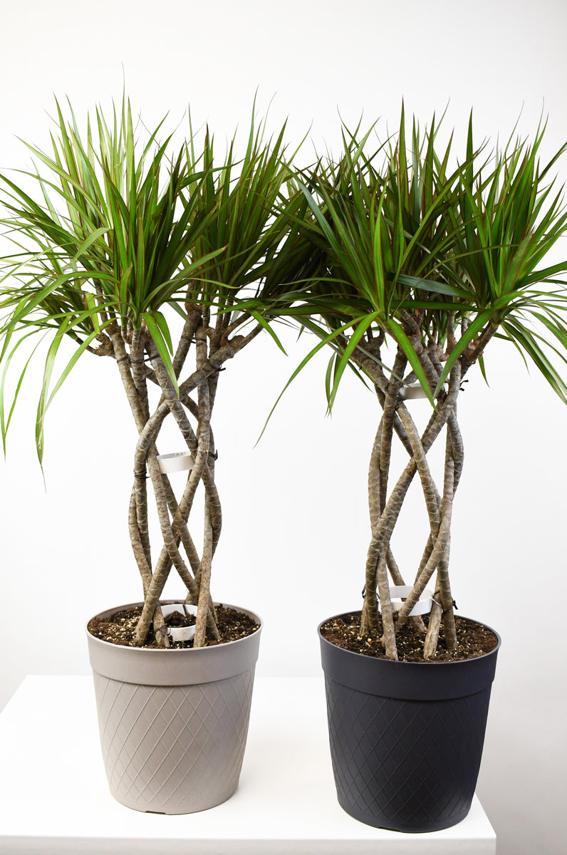 dracaena marginata open weave charcoal 10" Dracaena, Marginata Open Weave 8ppp 36"