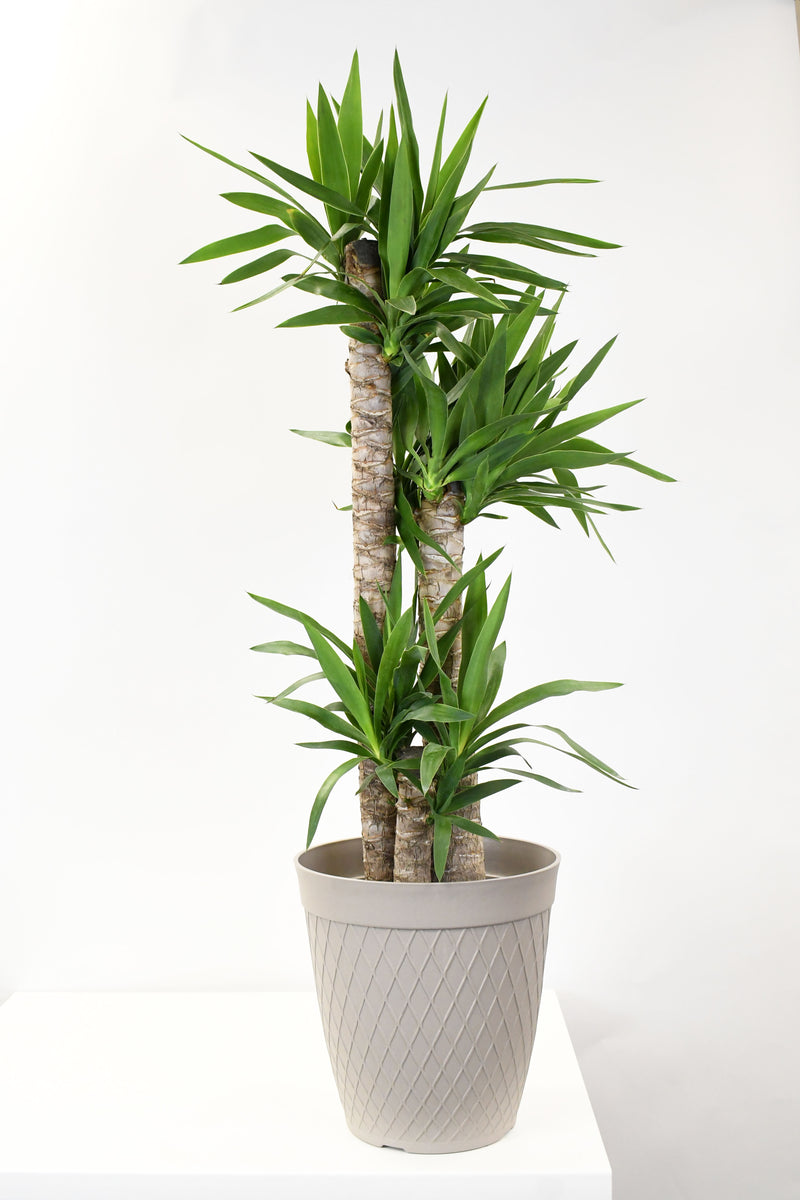 yucca-t商品② 10