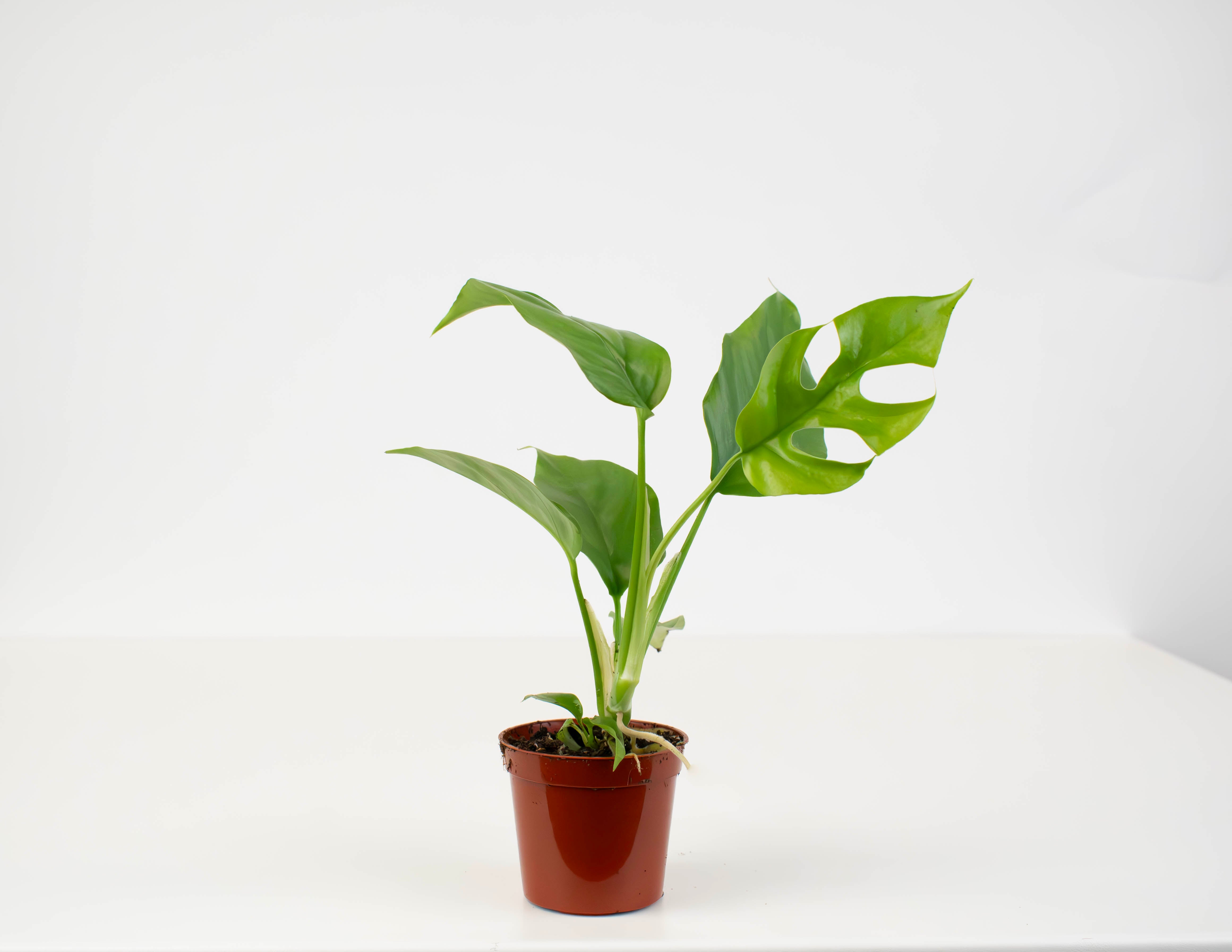 philodendron minima ginny 2.5" Philodendron, Minima Split Leaf / Ginny
