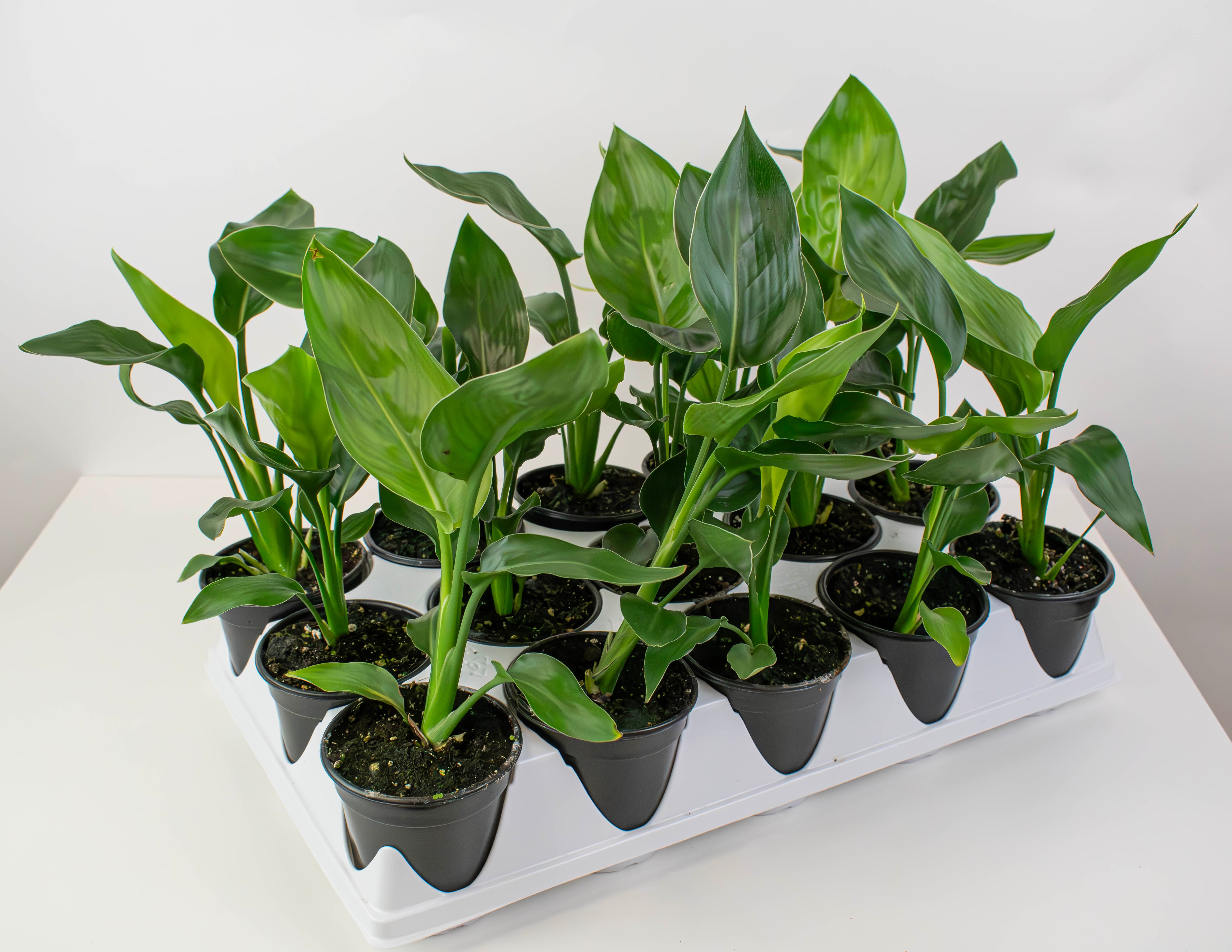 4" Bird of Paradise, Yellow - PAK 15 – Colasanti Farms