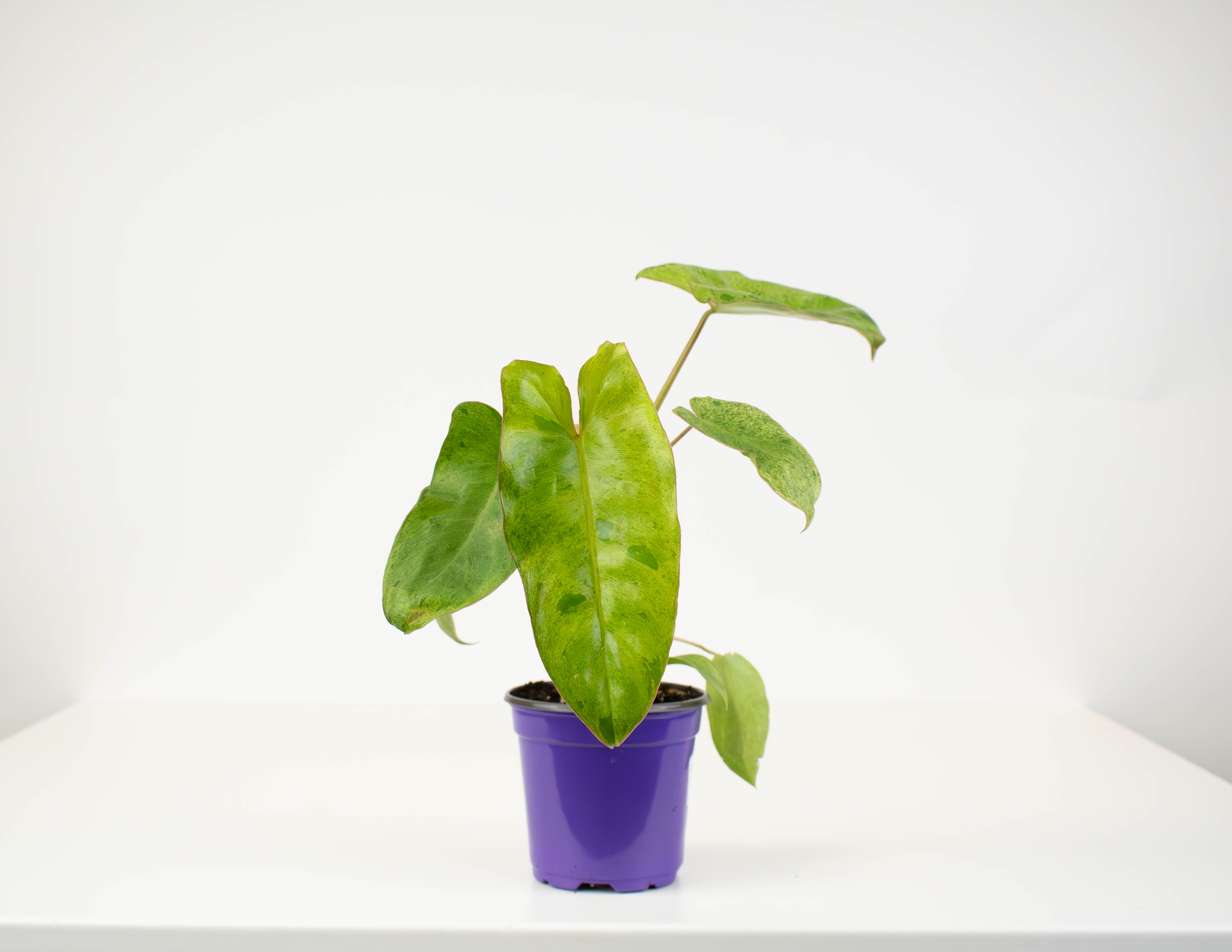 4 philodendron 4" Philodendron, Paraiso Verde