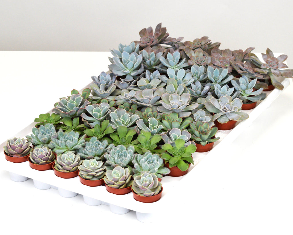 where can i buy succulents in bulk Assorted Mini 2
