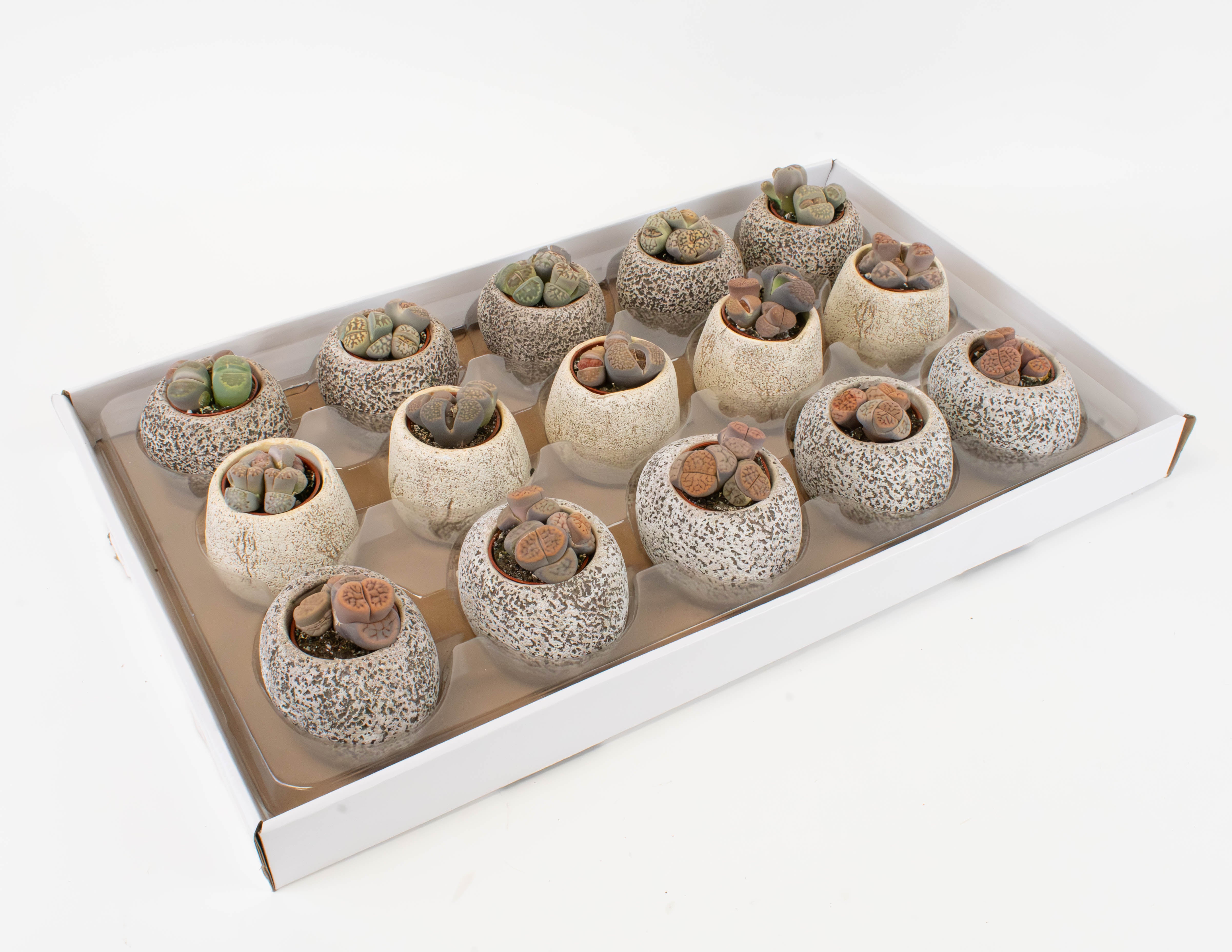 small stones for succulent pots 1.5" Succulent, Living Stones Assortment (Lithops) in Extra-Small Rock – Colasanti Farms