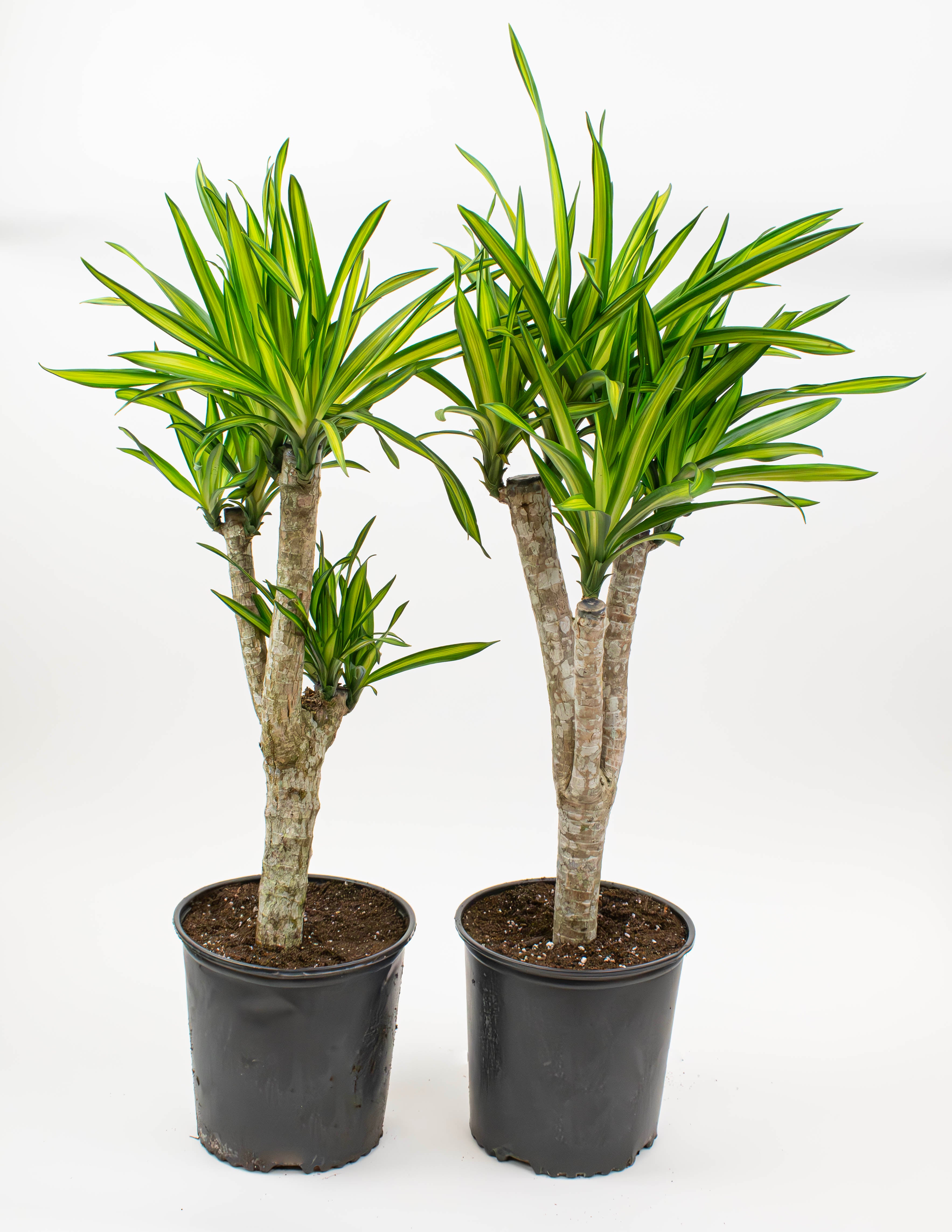 dracaena rikki bush 10" Dracaena, Rikki Stump