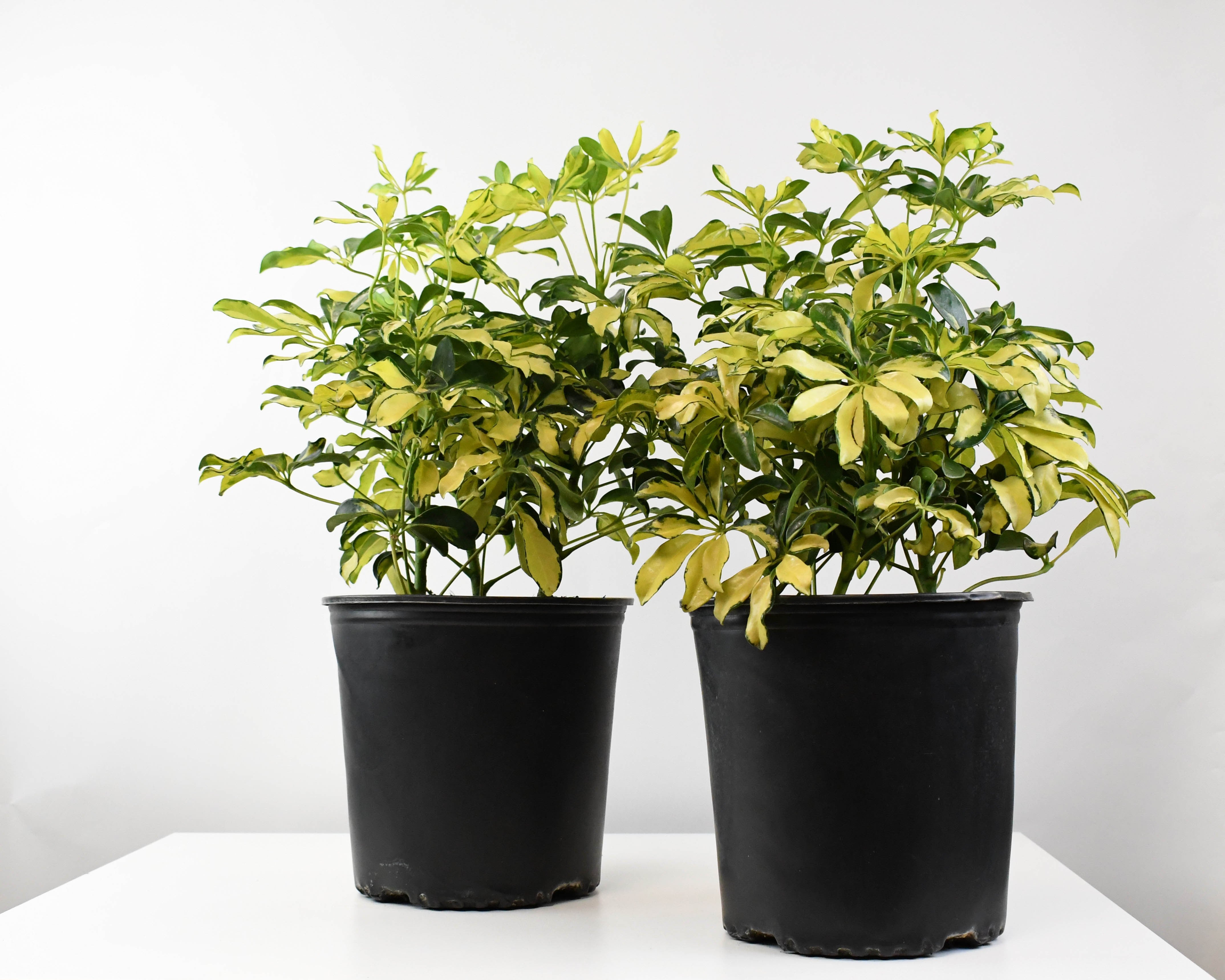 schefflera arboricola trinette 10" Schefflera, Trinette