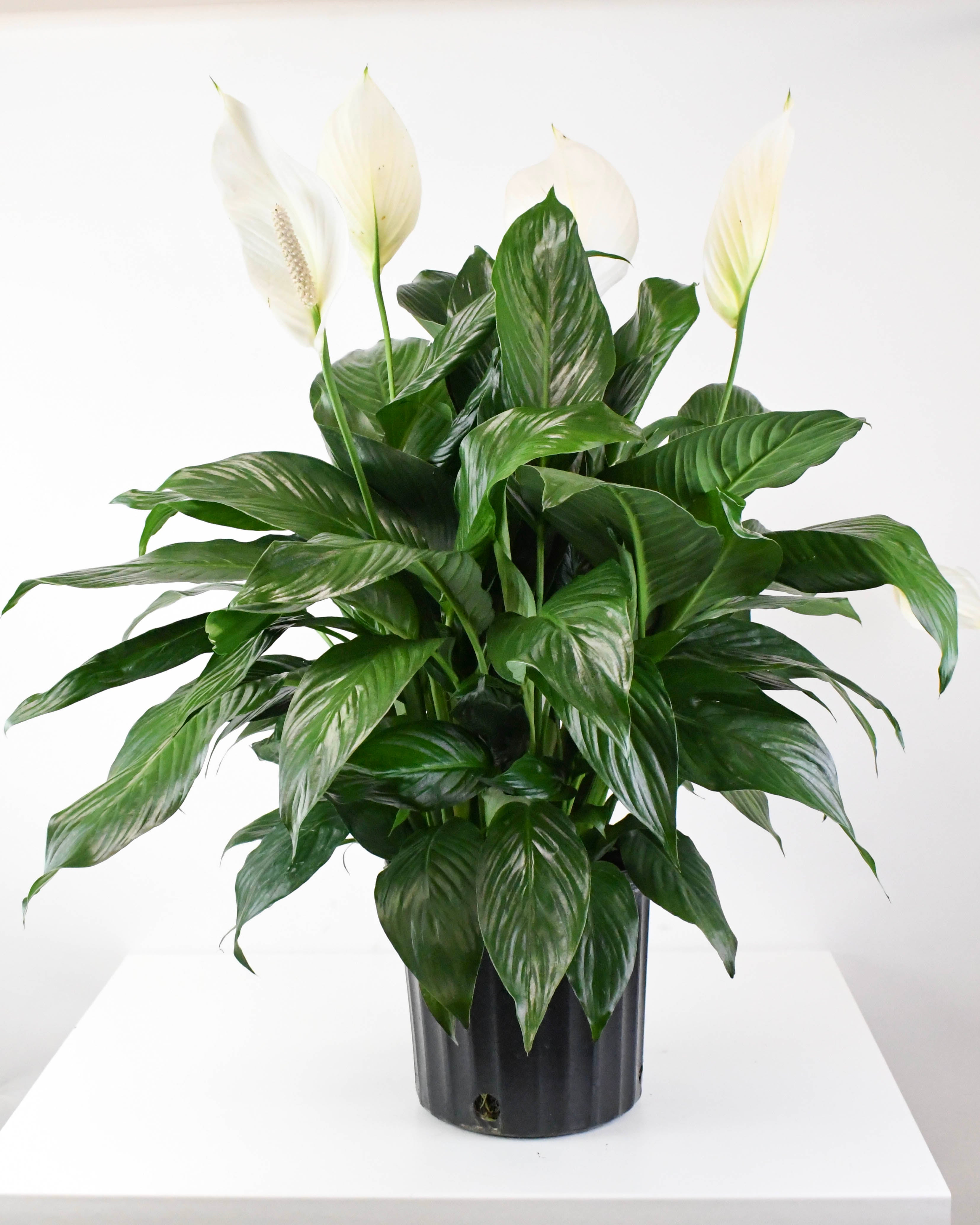 peace lily at lowes 10" Spathiphyllum, Peace Lily