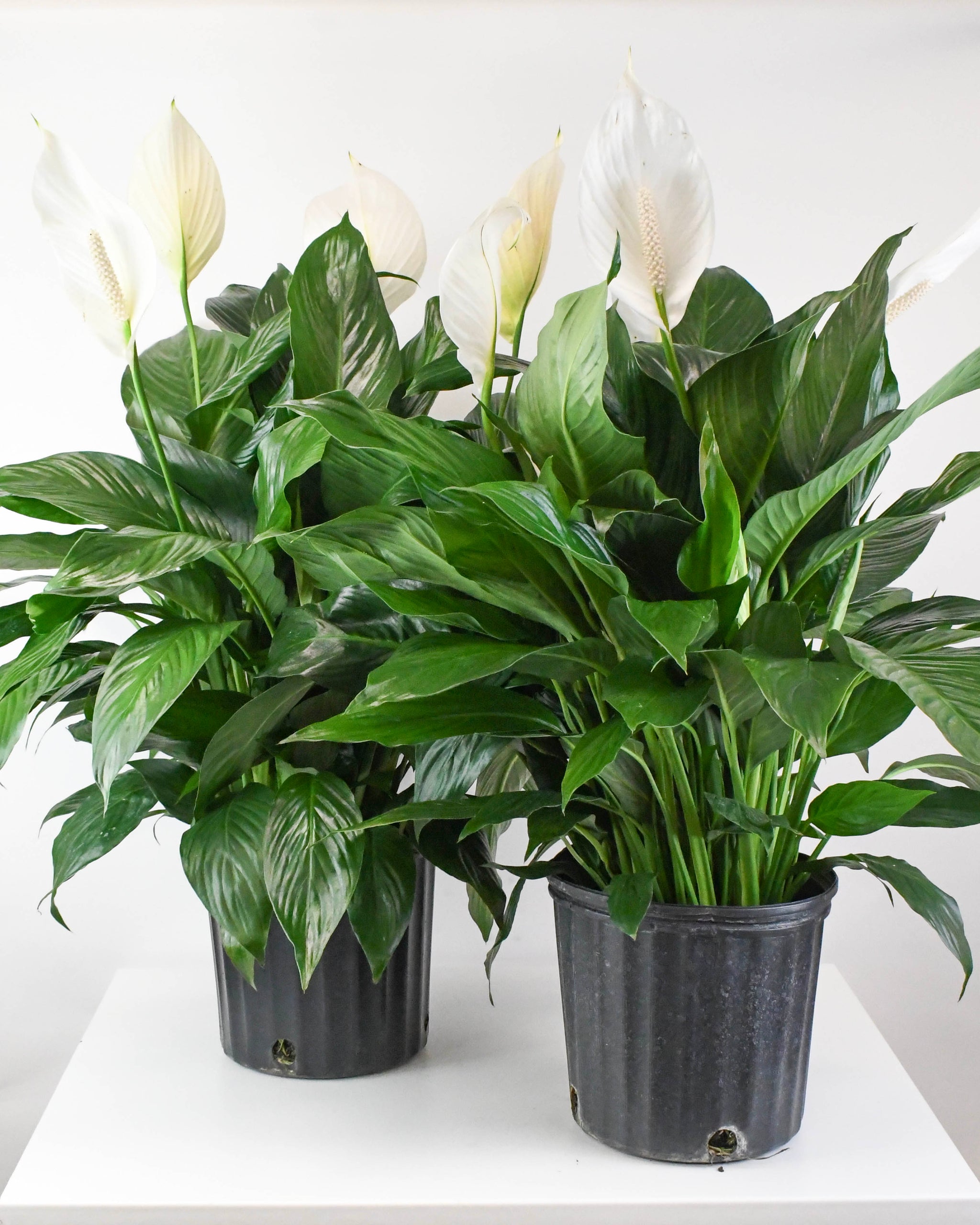 peace lily คือ 10" Spathiphyllum, Peace Lily