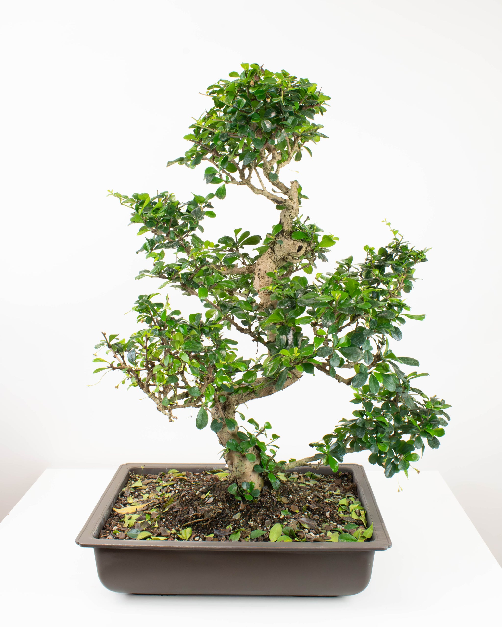 Bonsai  Colasanti Farms