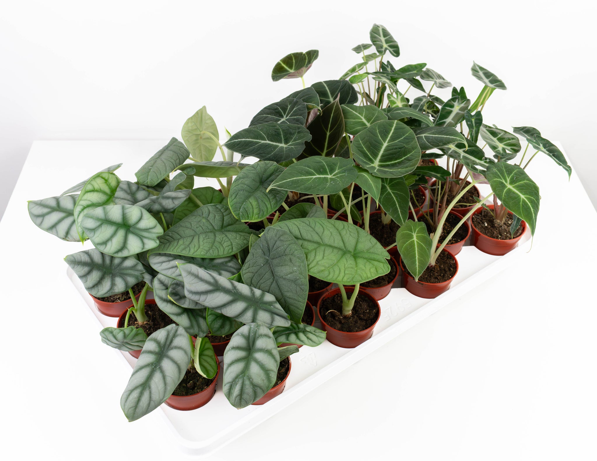 Foliage – Colasanti Farms