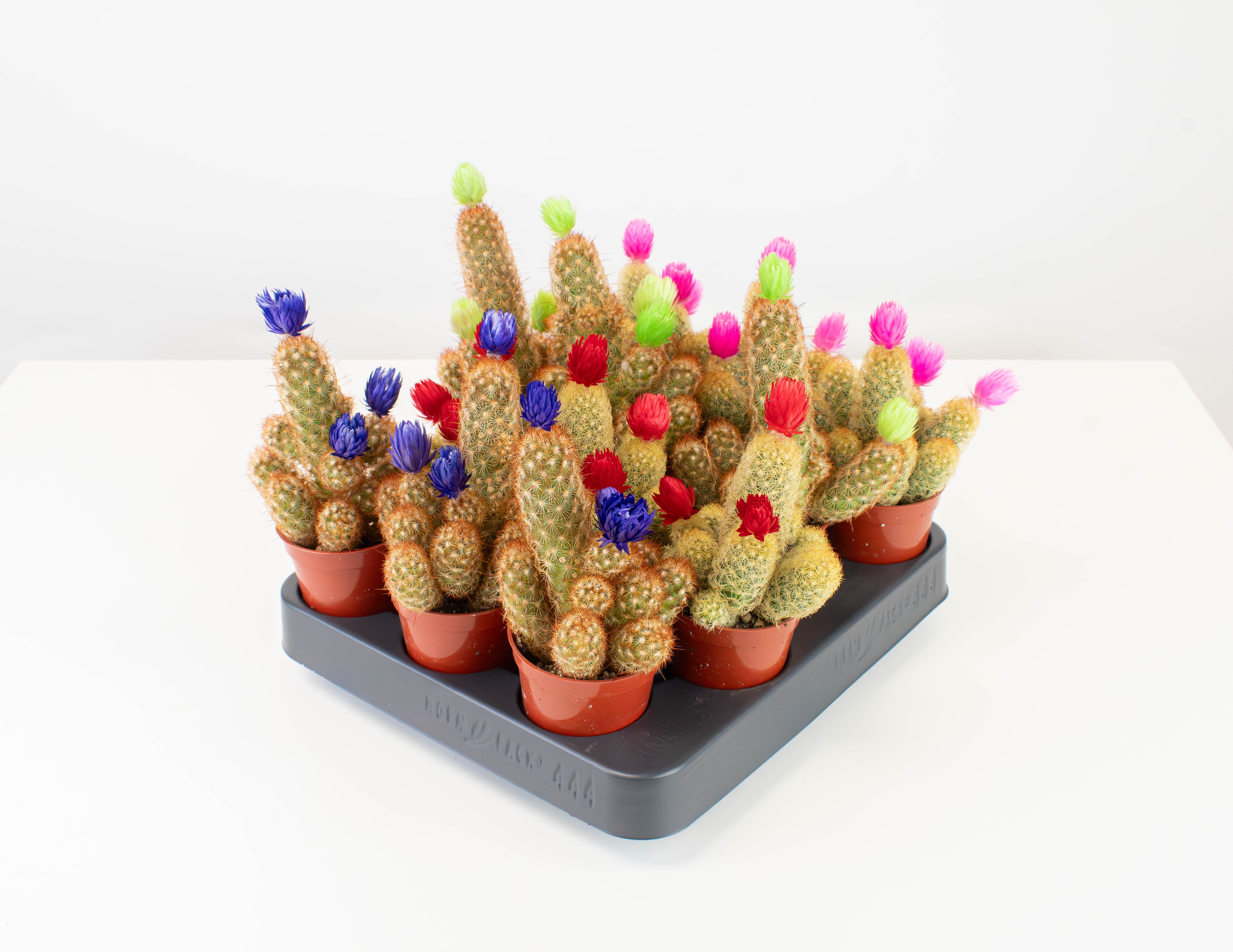 finger cactus succulents 2.5" Cactus, Lady Finger with Strawflower