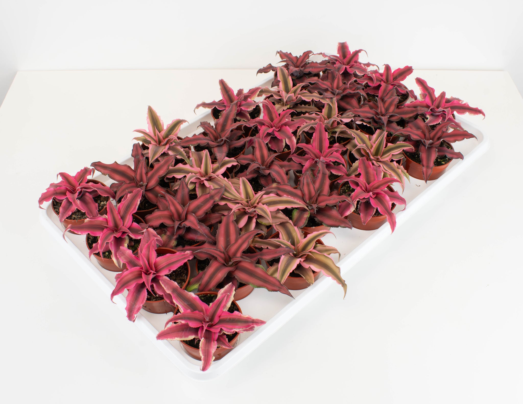 Tillandsia – Colasanti Farms
