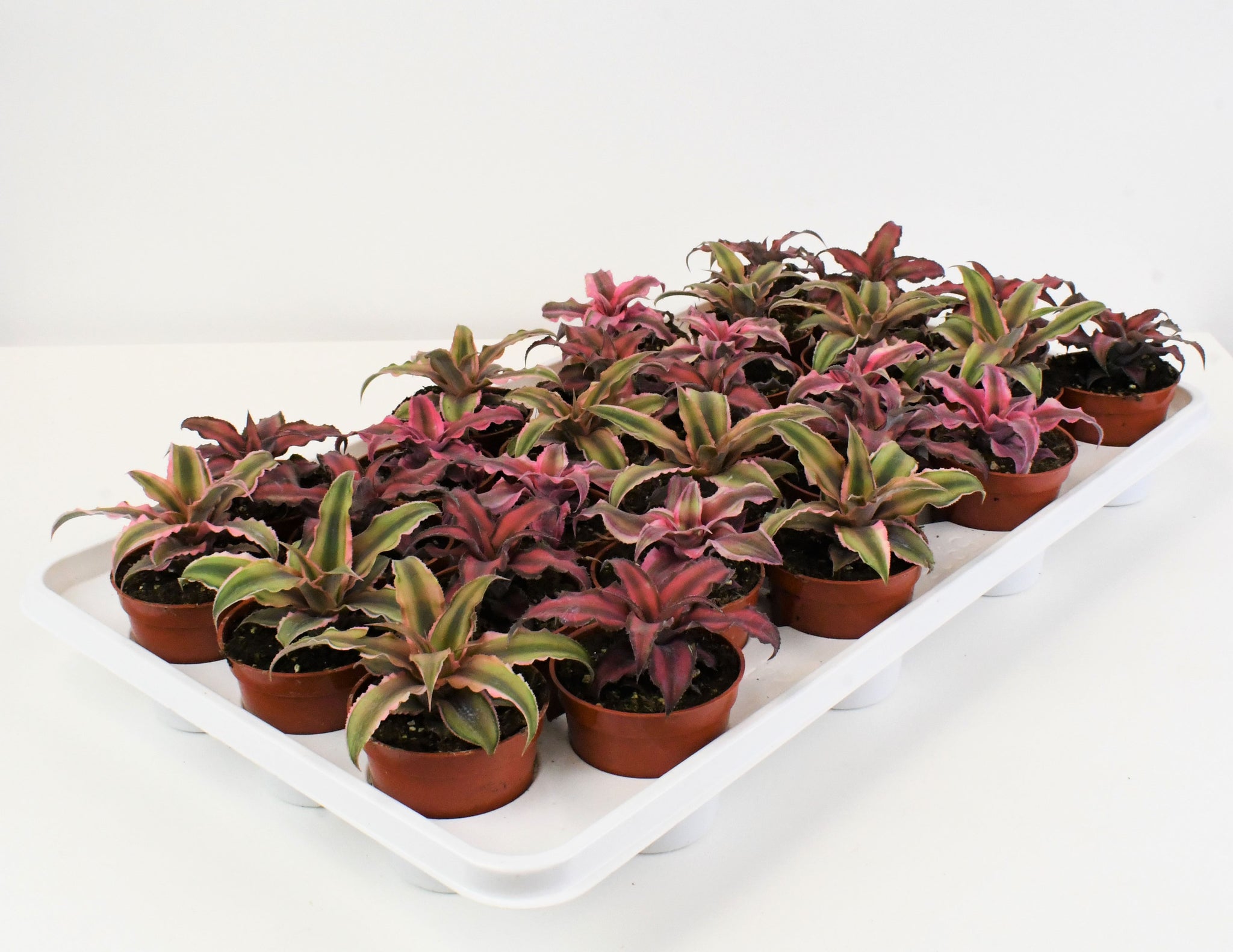 Tillandsia – Colasanti Farms