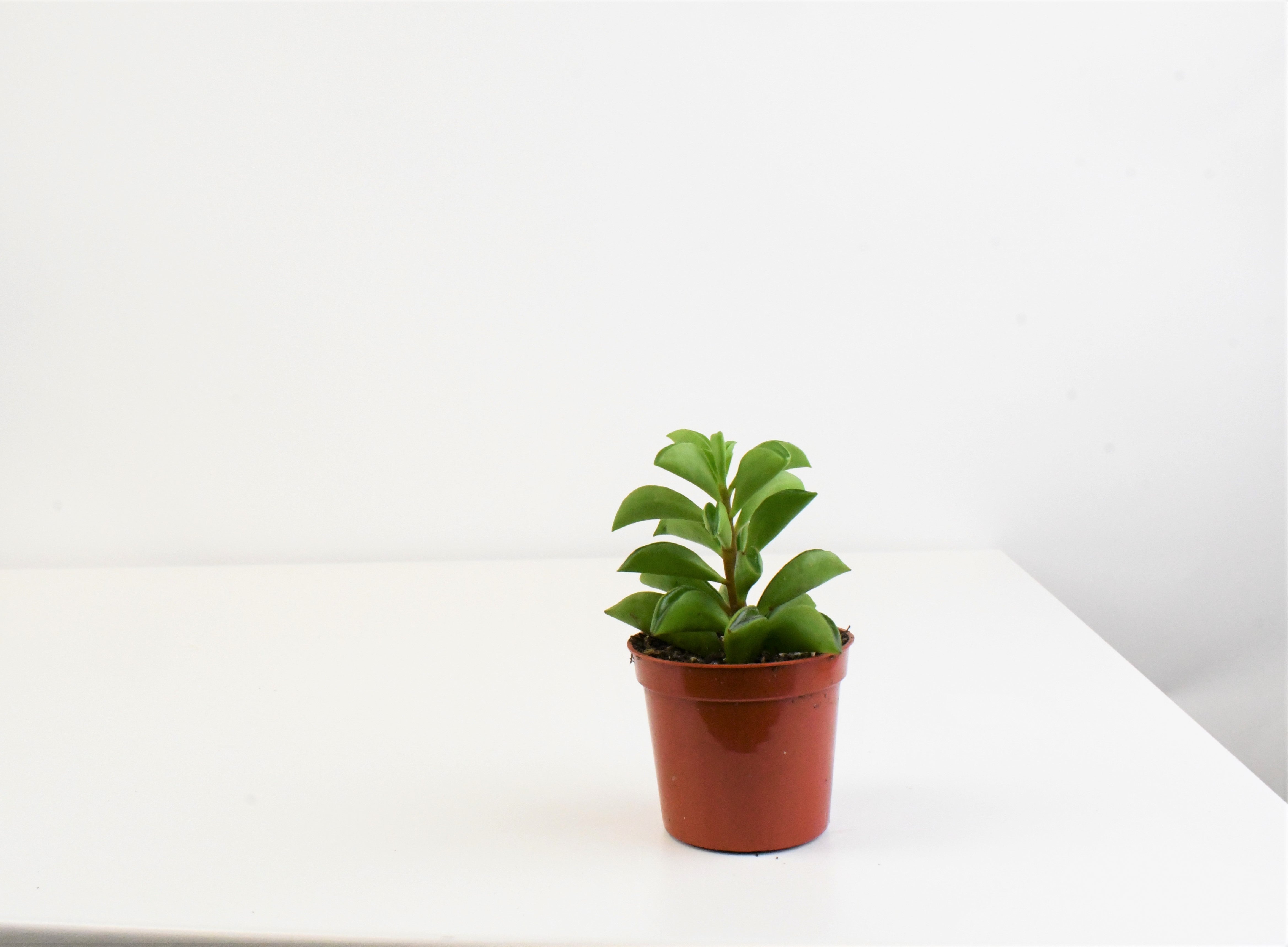 taco plant succulent 2.5" Peperomia, Taco Leaf