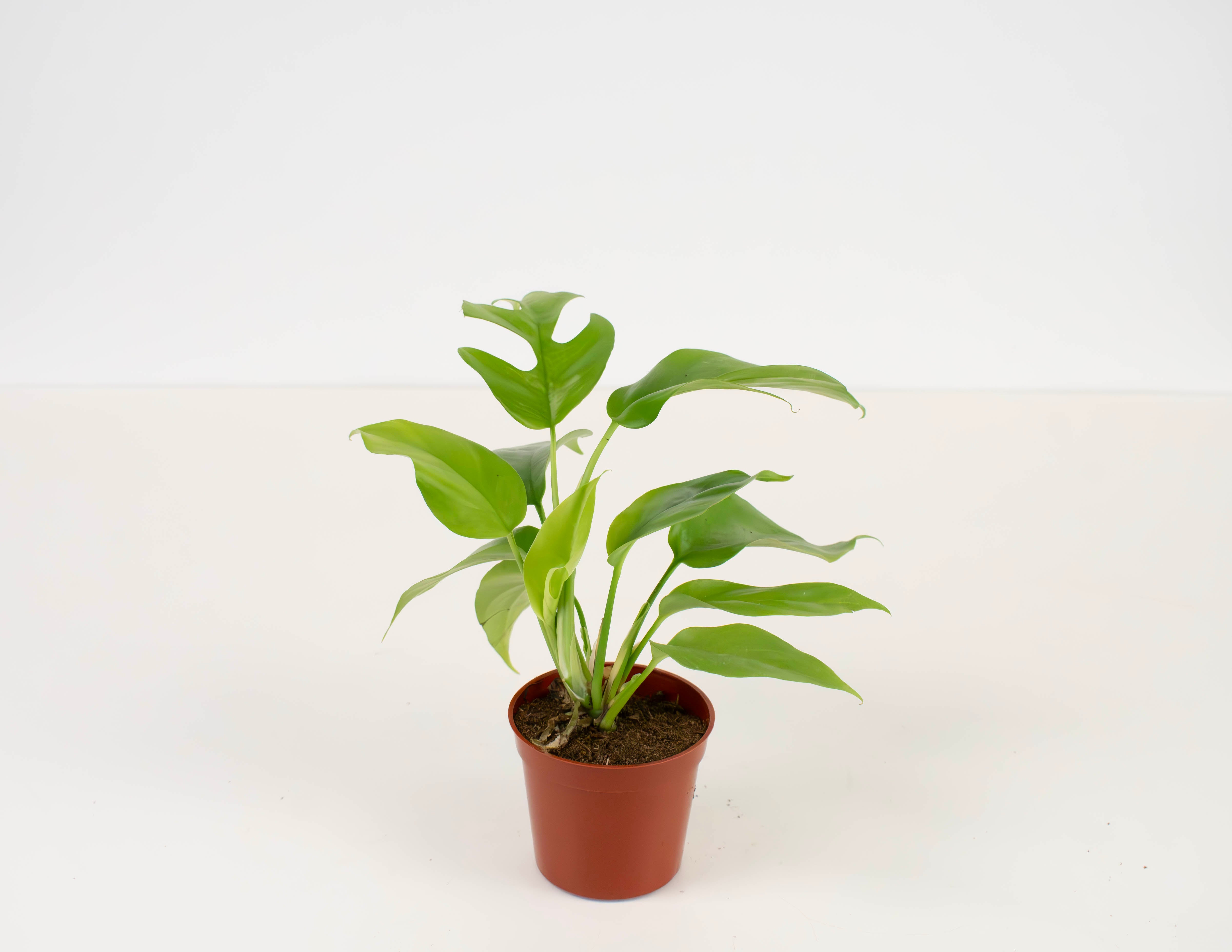 philodendron ginny for sale 2.5" Philodendron, Minima Split Leaf / Ginny