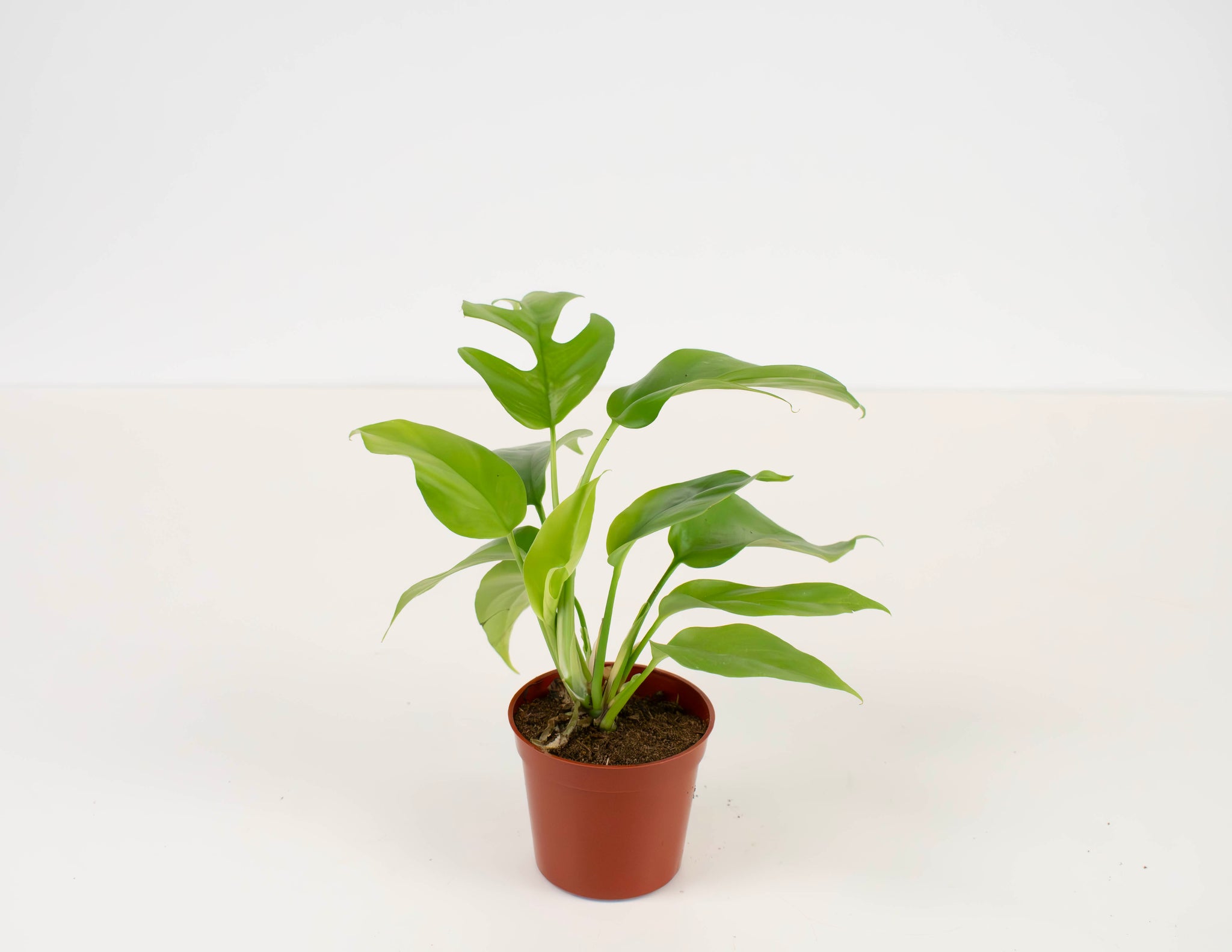 buy philodendron ginny 2.5