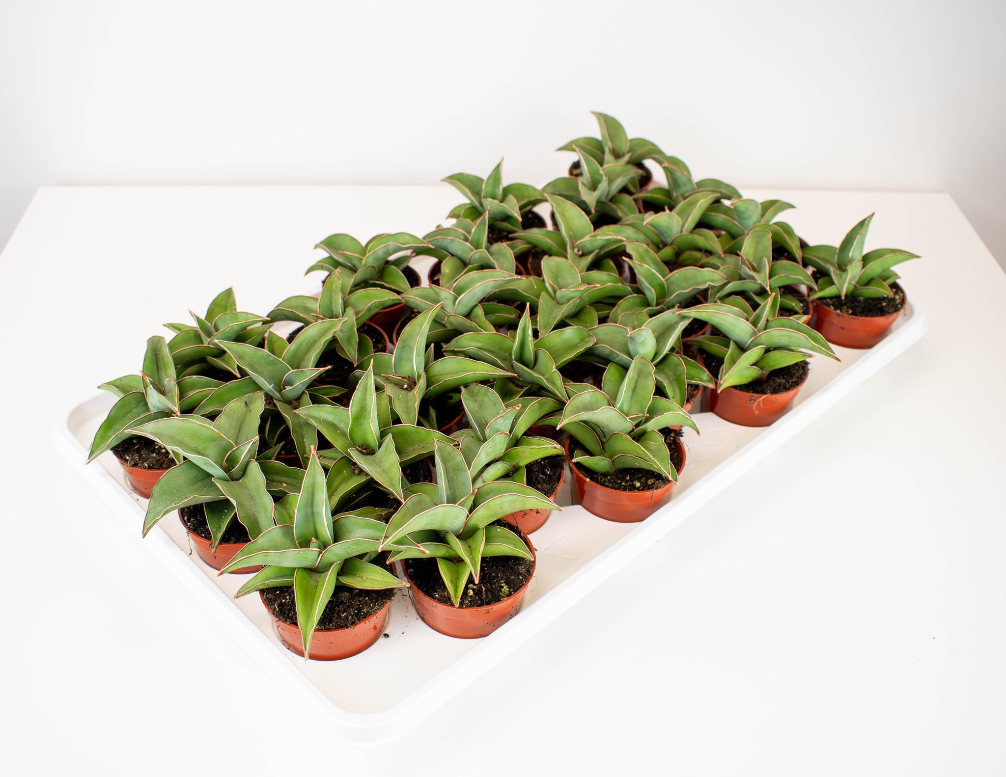 blue kew sansevieria 2.5" Sansevieria, Blue Kew