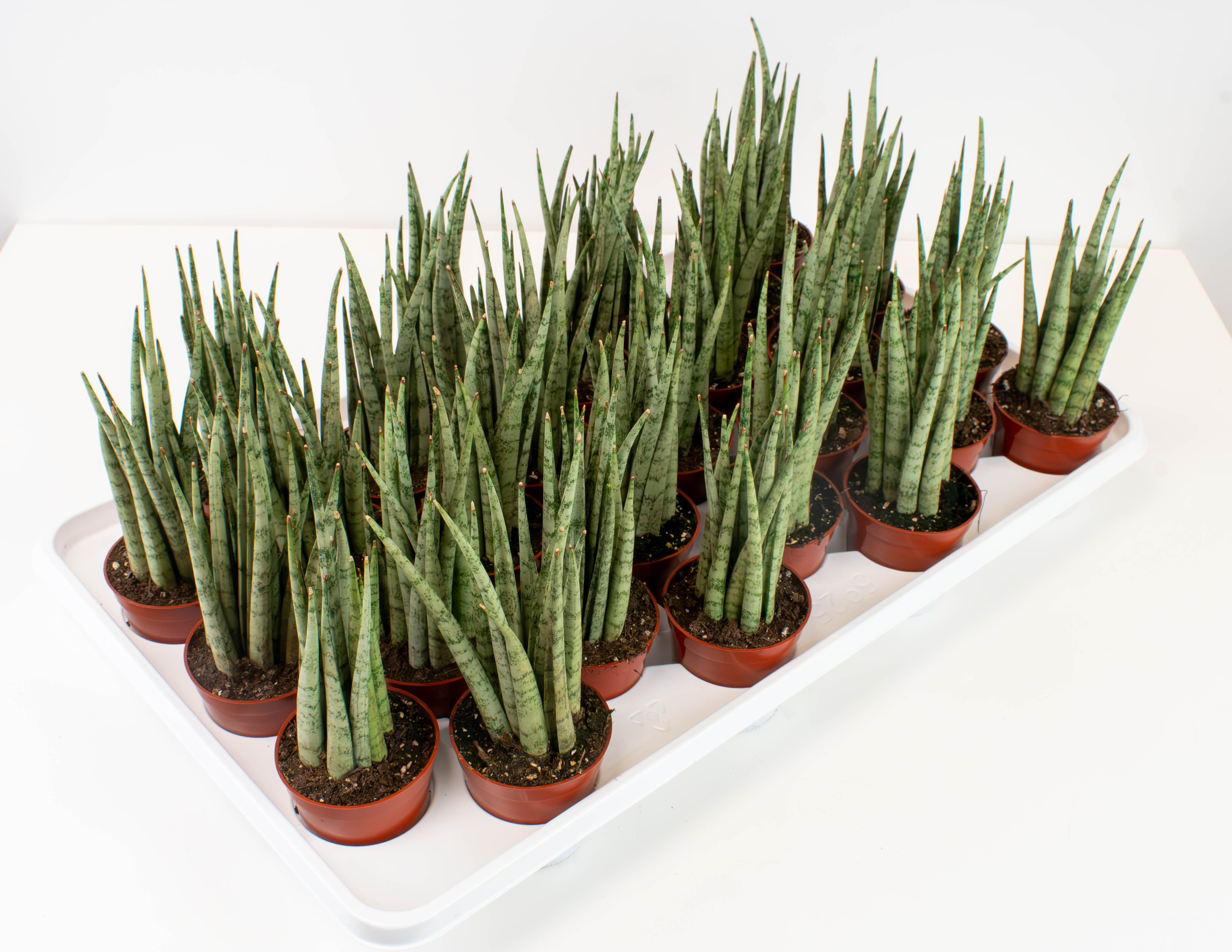 sansevieria bacularis mikado 2.5" Sansevieria, Mikado Icicle Fernwood