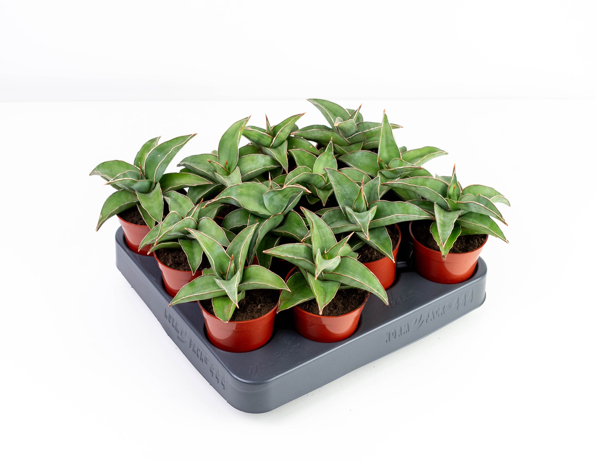 The Sansevieria Collection  Colasanti Farms