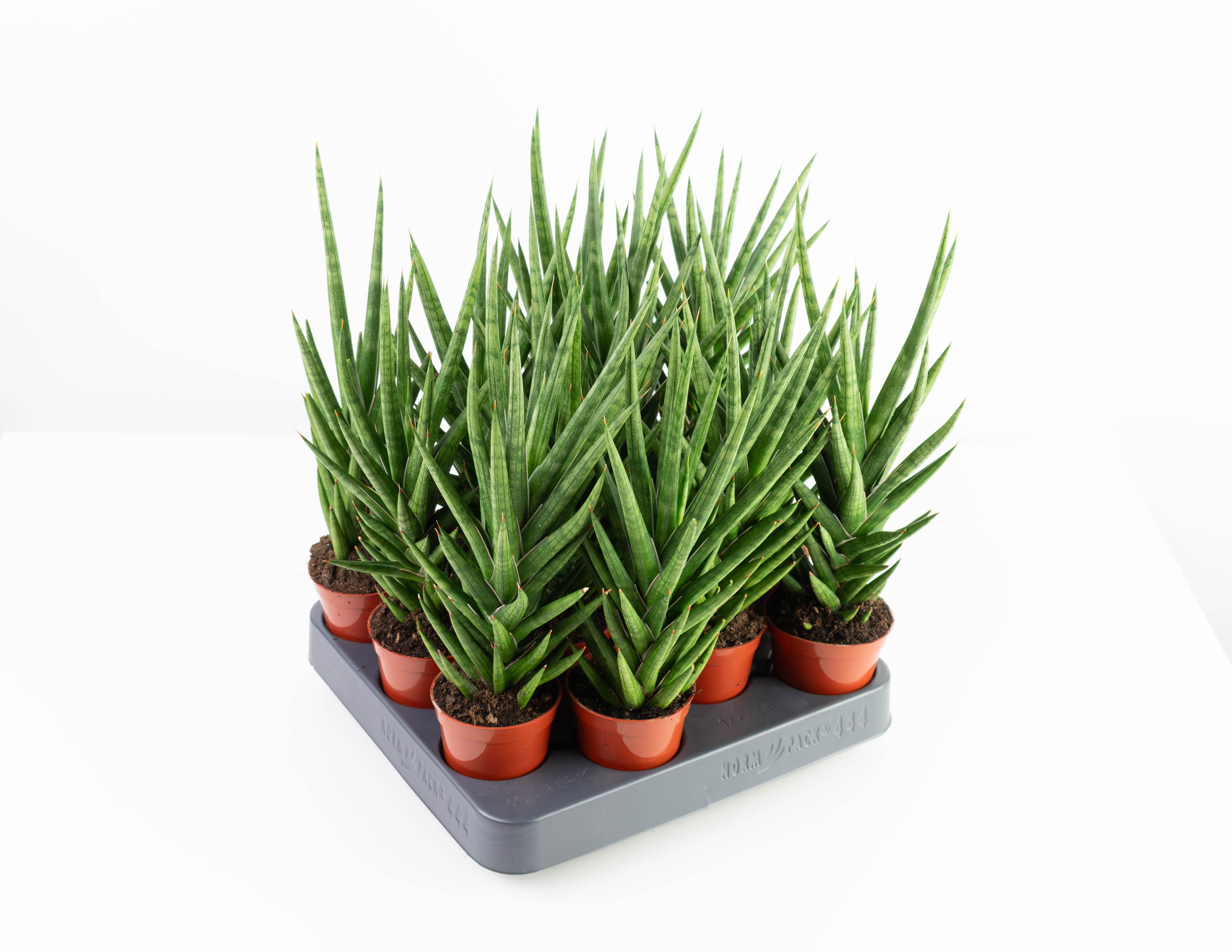 spiky sansevieria 2.5" Sansevieria, Francissii Spiky