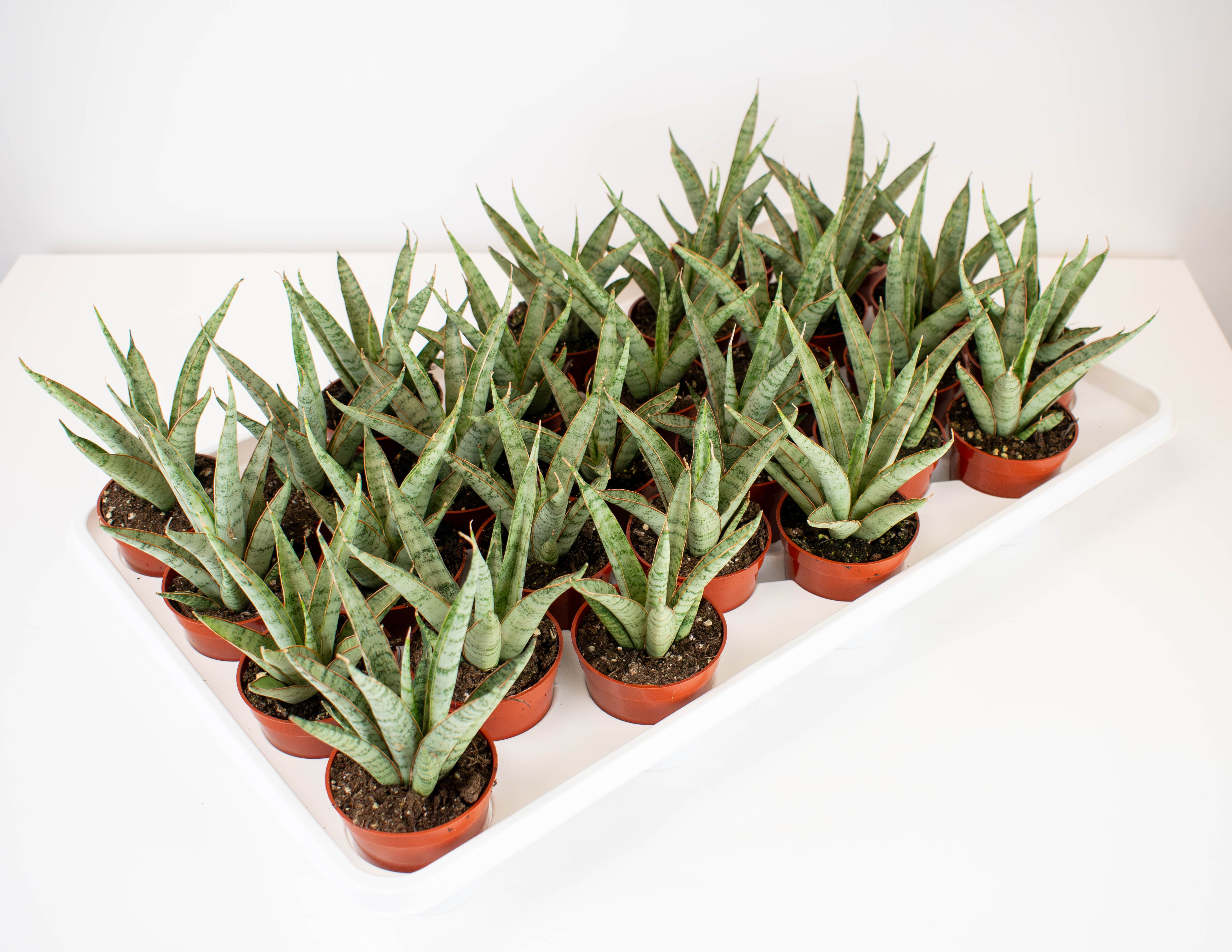 sansevieria natural 2.5" Sansevieria, Icicle Fernwood Natural Shape