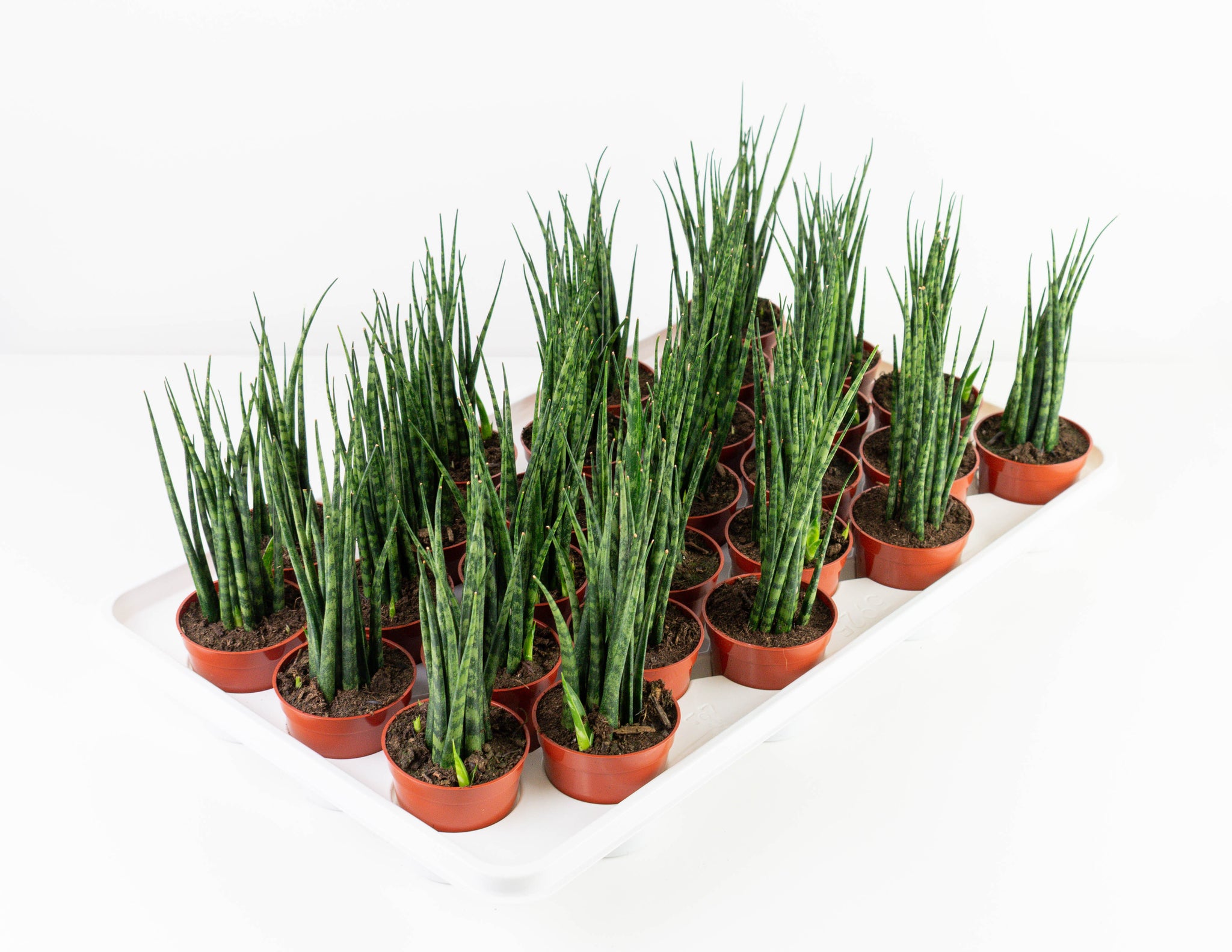 sansevieria bacularis vs fernwood 2.5" Sansevieria, Mikado Fernwood