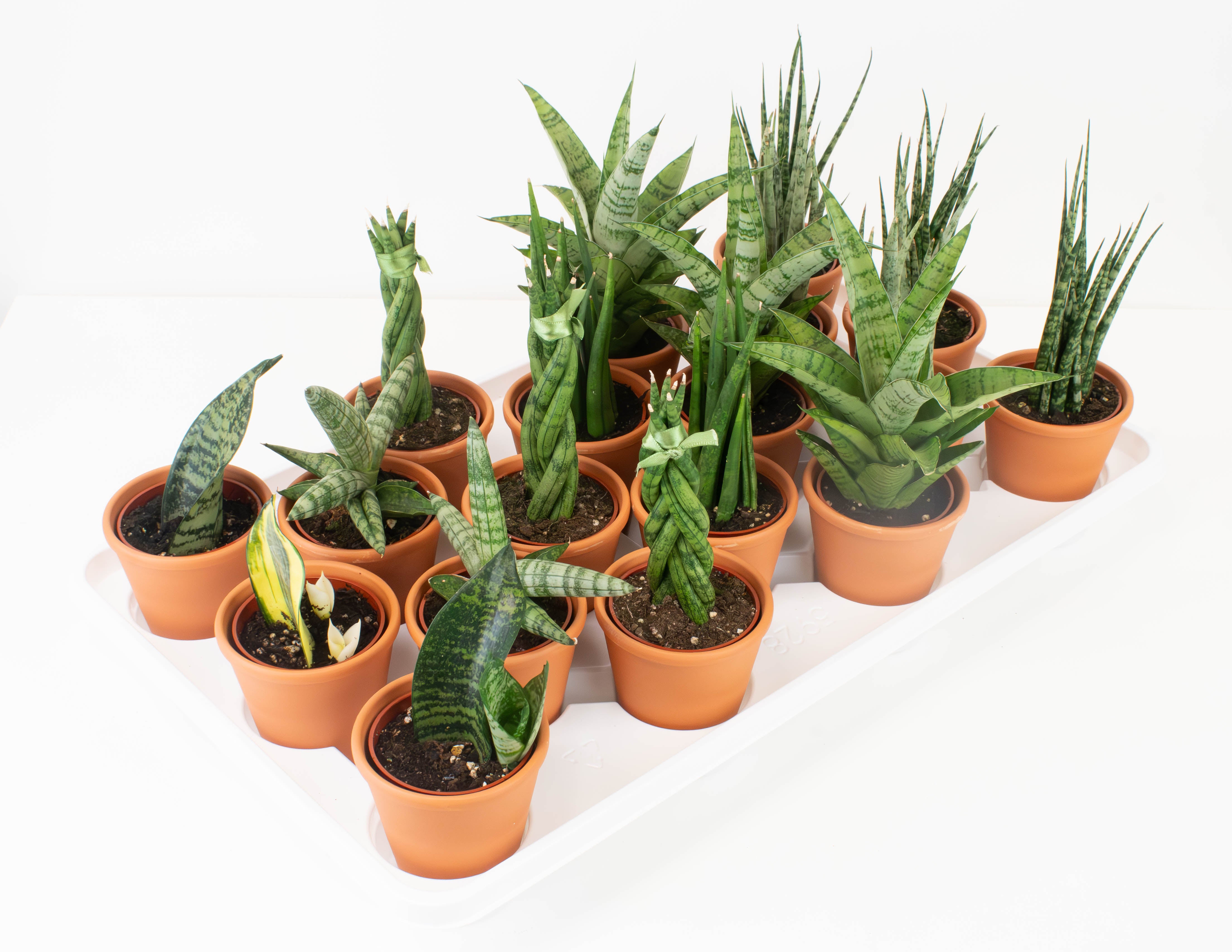 sansevieria rose 2.5" Sansevieria, Premium Assortment in 3" Rose Clay Pot