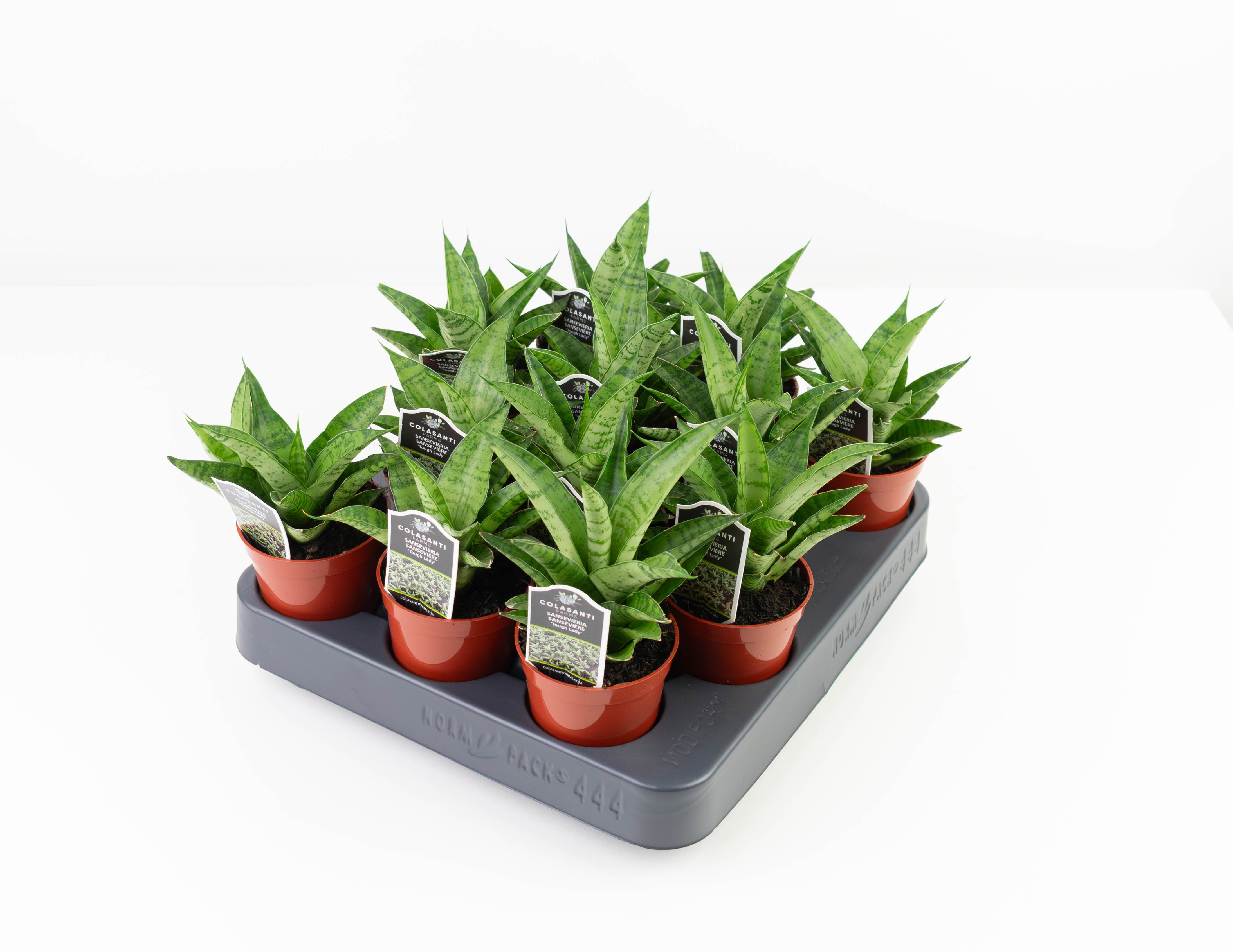 tough lady sansevieria 2.5" Sansevieria, Tough Lady