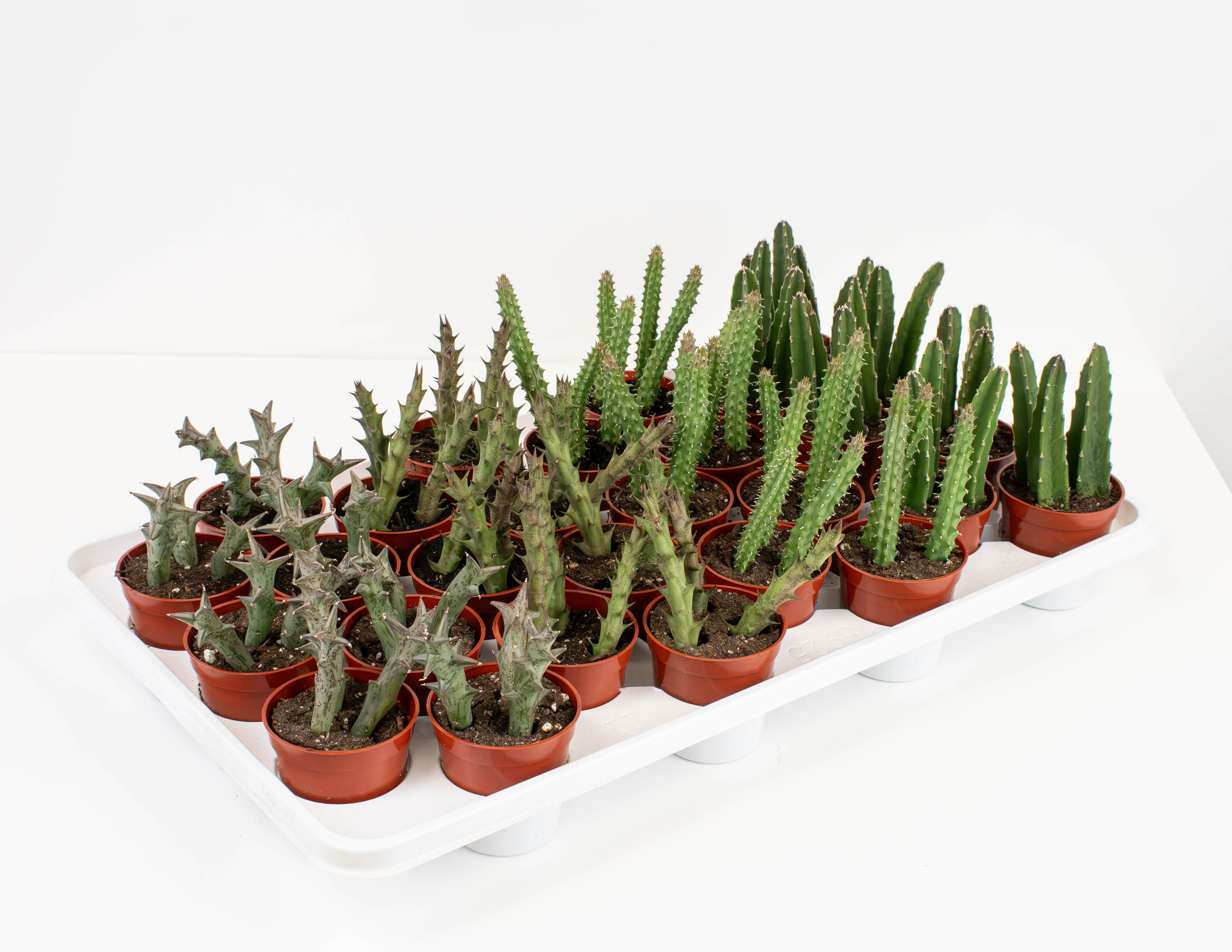 huernia stapelia succulent cactus 2.5" Succulent, Stapelia/Huernia/Orbea Assortment