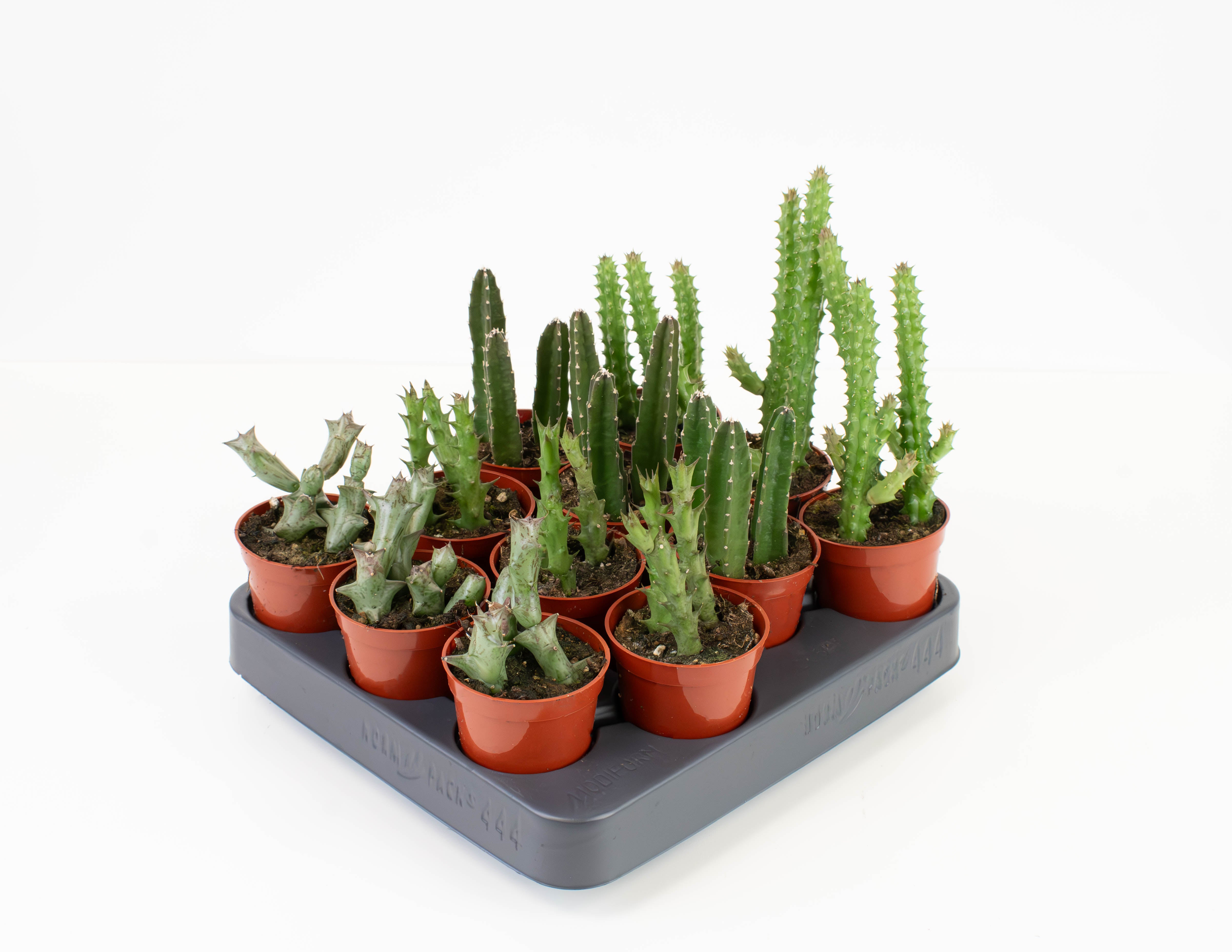 huernia stapelia succulent cactus 2.5" Succulent, Stapelia/Huernia/Orbea Assortment