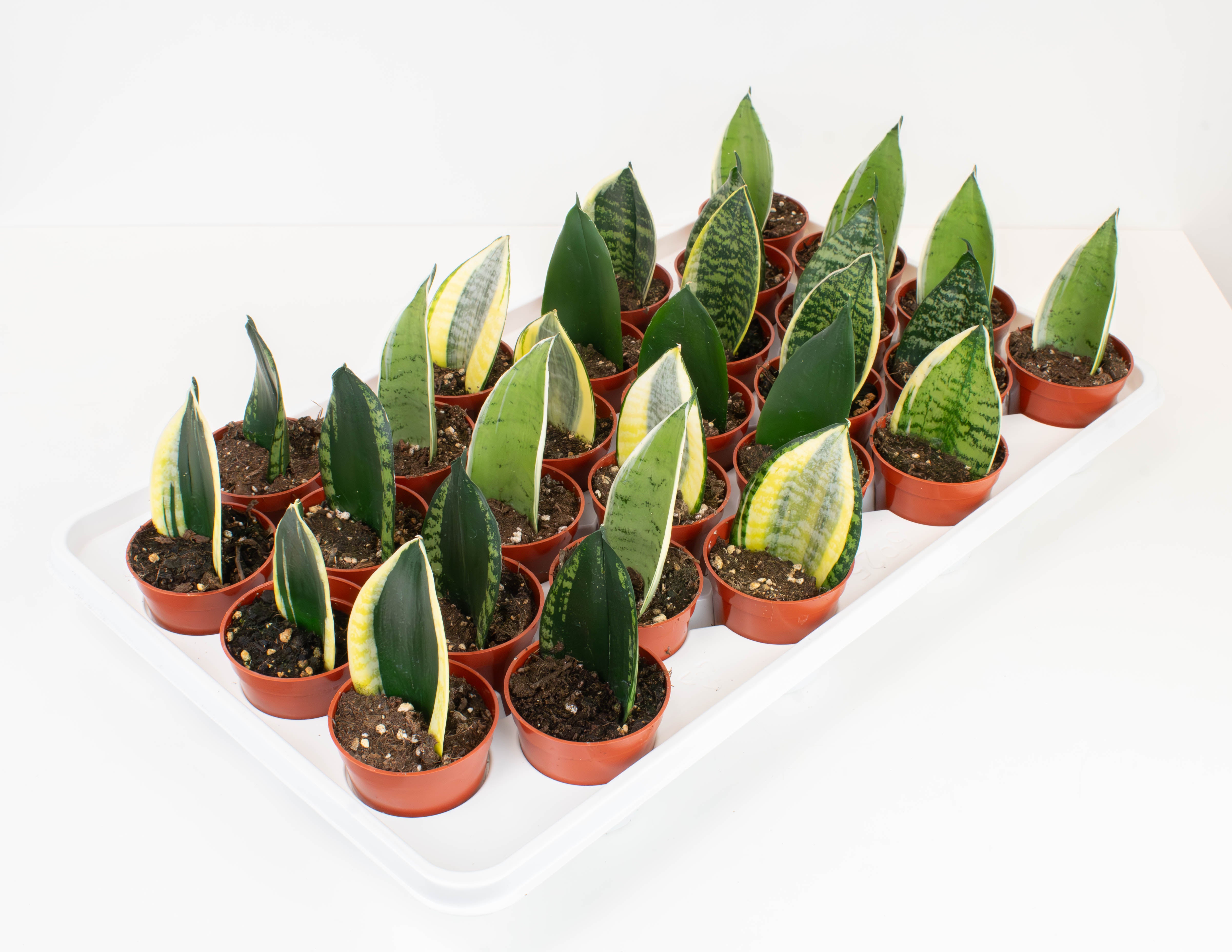 koi fin sansevieria 2.5" Sansevieria, Koi Fin
