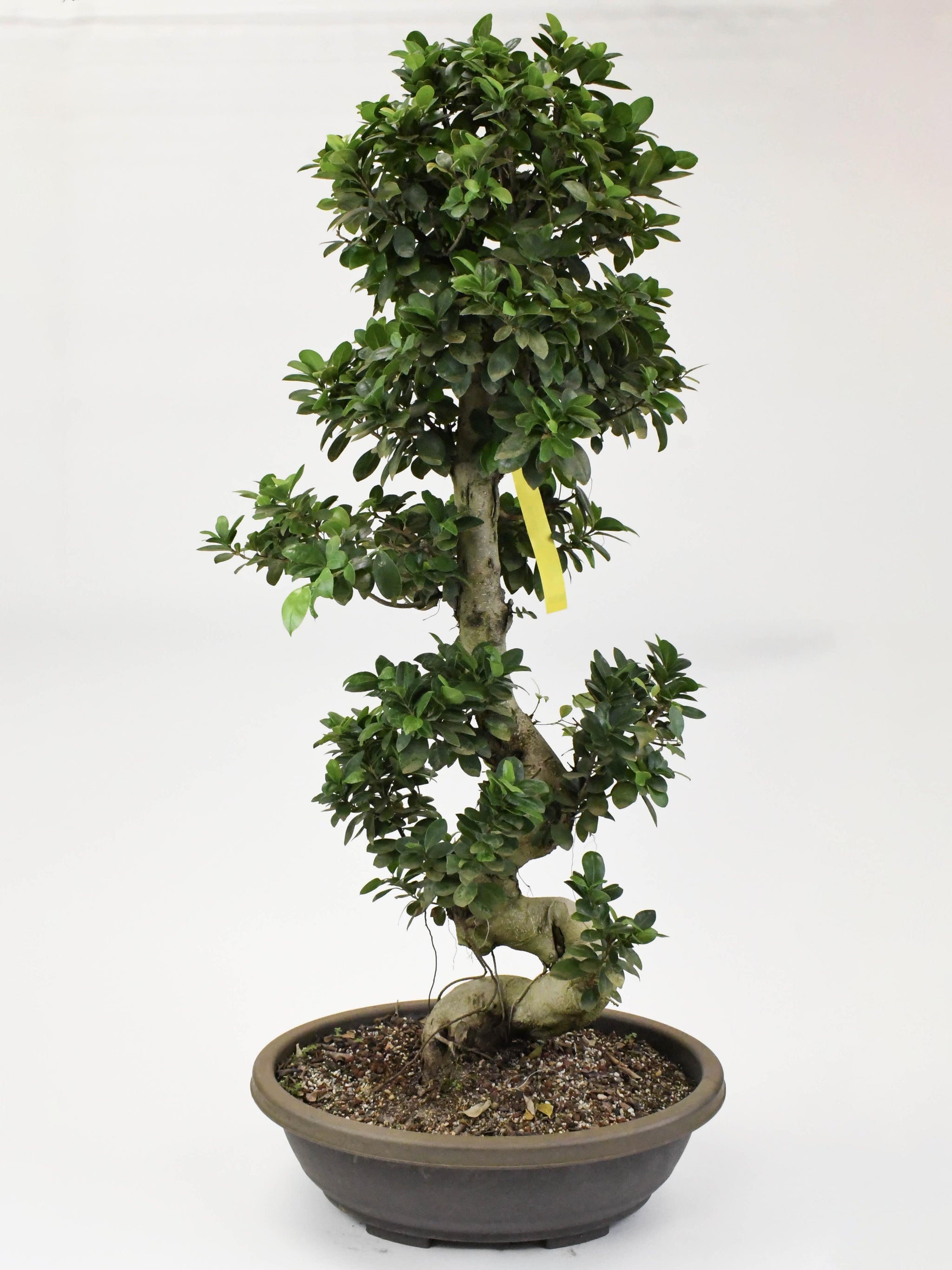 live bonsai plants Mini cute Ji Rose Bonsai Live Green Bonsai Indoor outdoor Gardening – CYMUS  Nurery main image 0