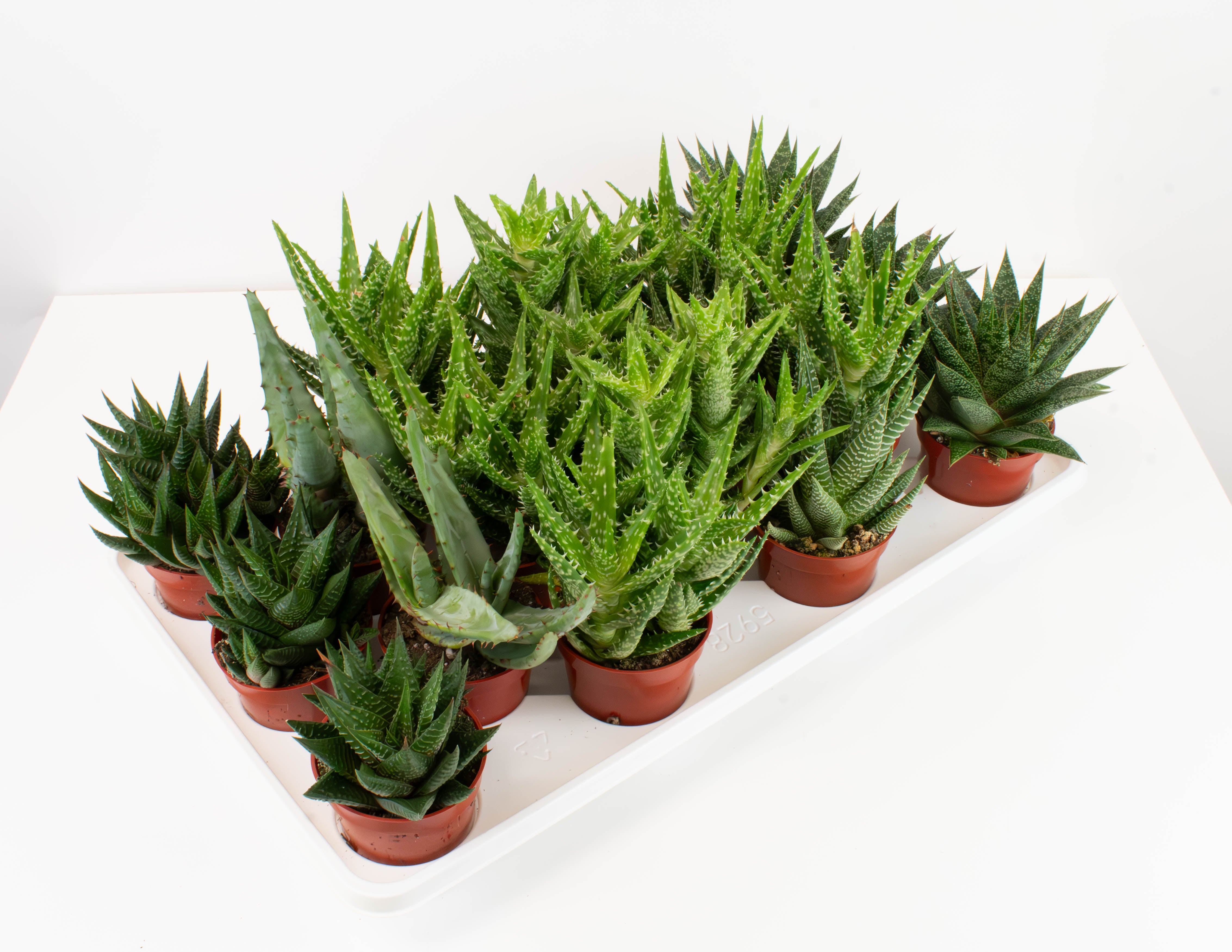 monstrose succulent 3.25" Aloe/Gasteria/Haworthia, Assortment