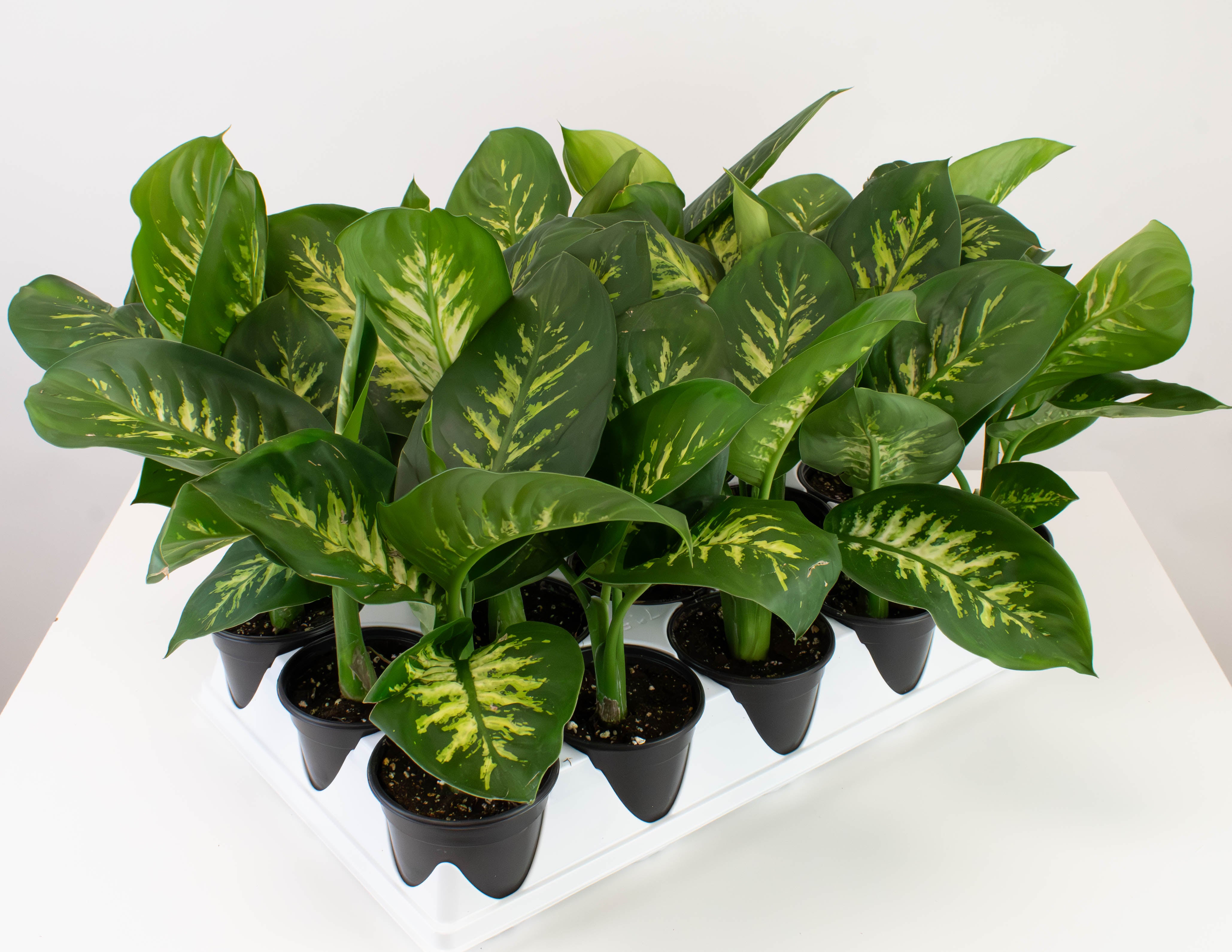 dieffenbachia amoena tropic snow 4" Dieffenbachia, Tropic Snow