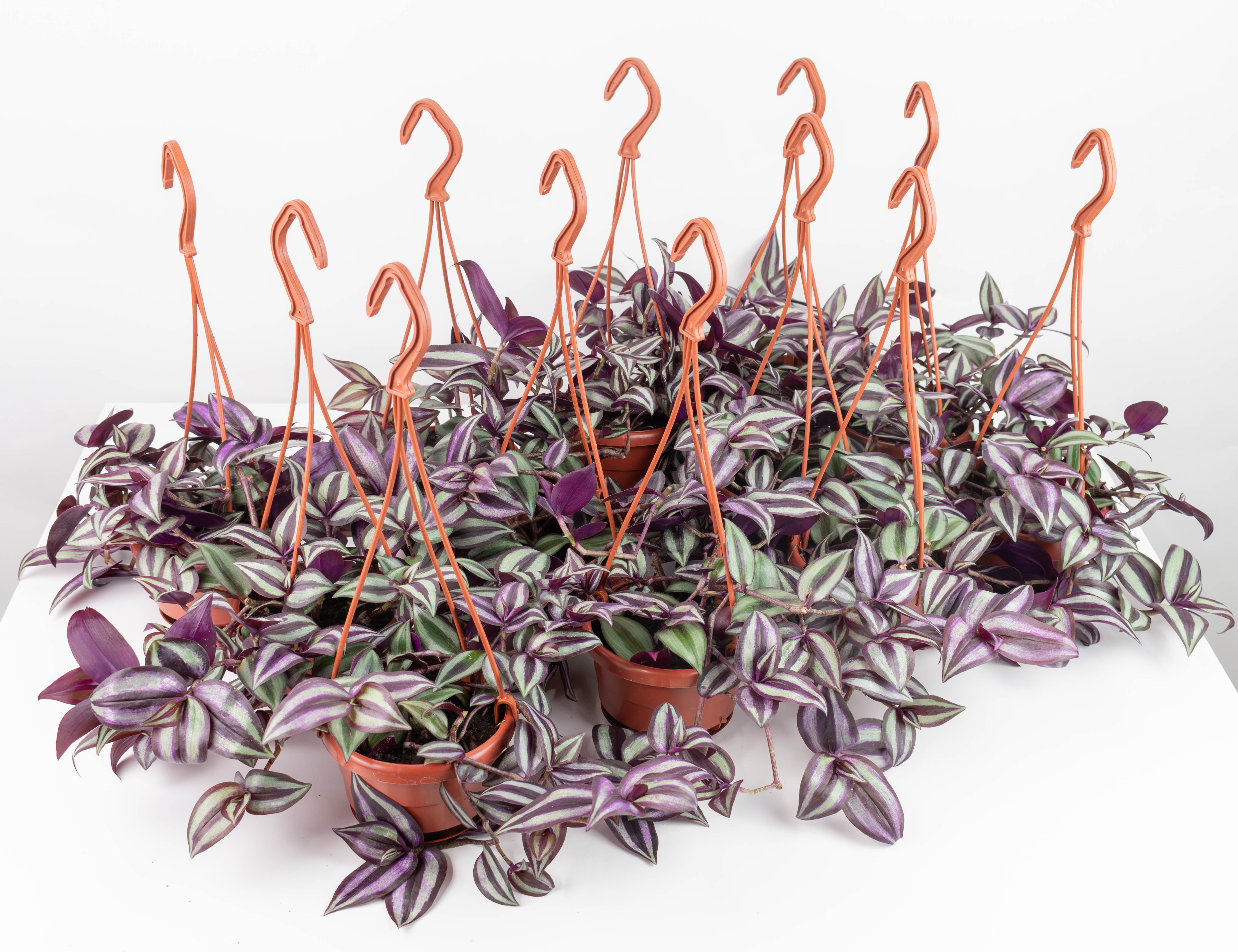 12+ Tradescantia Zebrina Purple 4" HB Tradescantia, Zebrina Purple - PAK 12 – Colasanti Farms