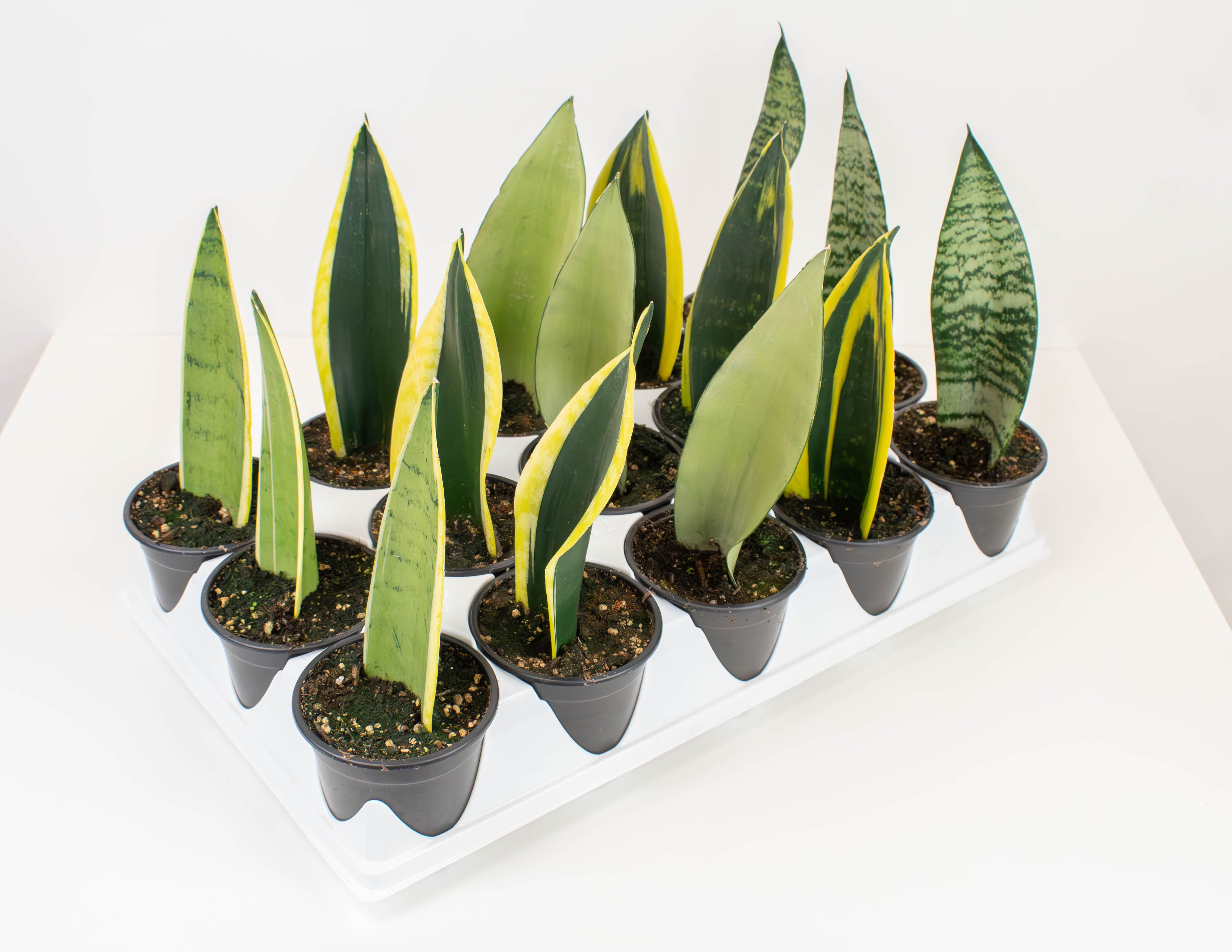 koi fin sansevieria 4" Sansevieria, Koi Fin